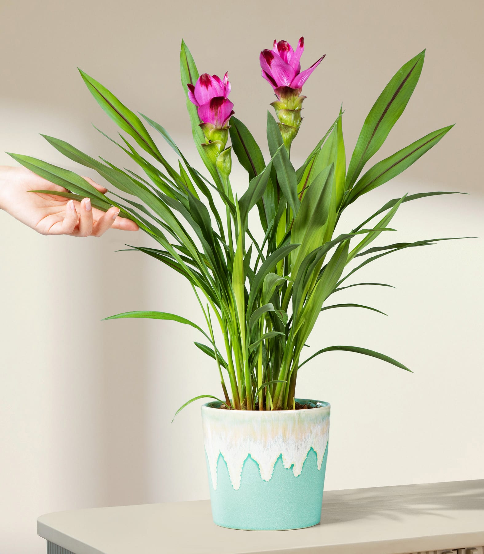 Eine Hand berührt sanft die Blätter einer Topfpflanze mit leuchtend pinkfarbenen Blüten vor einem sanft beleuchteten, neutralen Hintergrund. (Beschreibungstext KI-generiert)