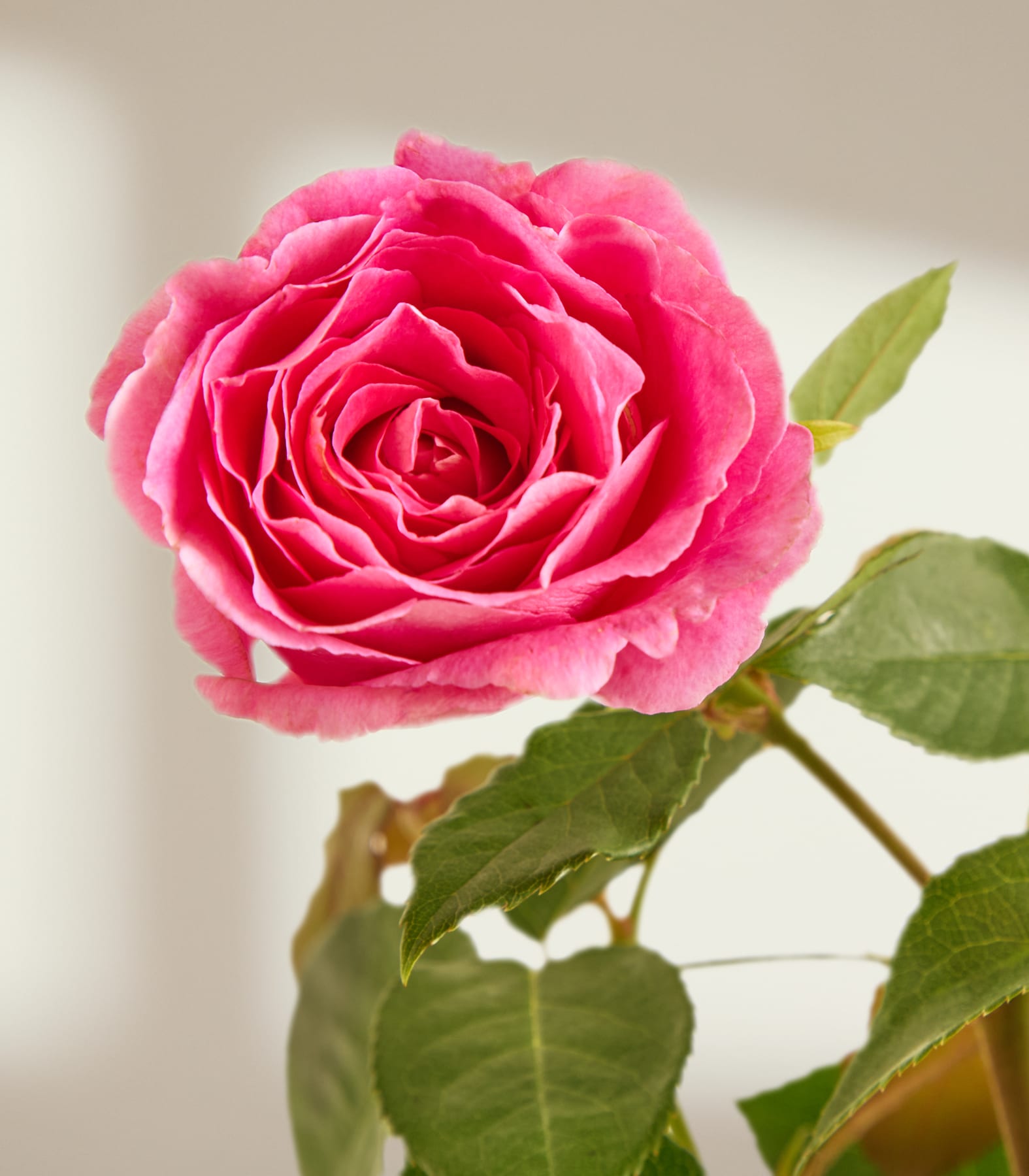 Eine leuchtend pinkfarbene Rose mit grünen Blättern und Dornen hebt sich von einem sanften, neutralen Hintergrund ab.