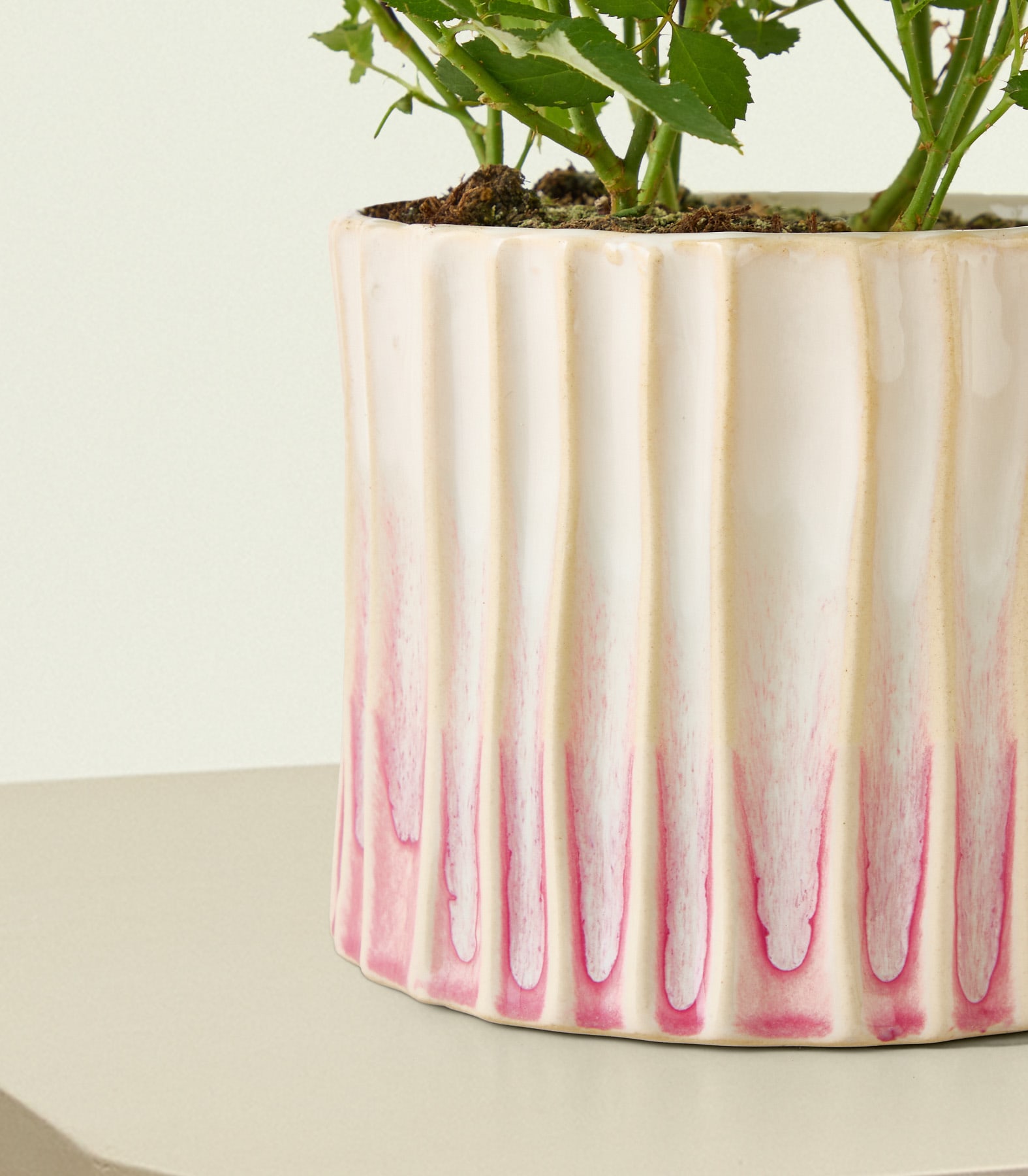 Ein cremefarbener Keramik-Pflanztopf mit vertikalen rosa Streifen am Boden beherbergt eine grüne Pflanze vor einem schlichten Hintergrund.