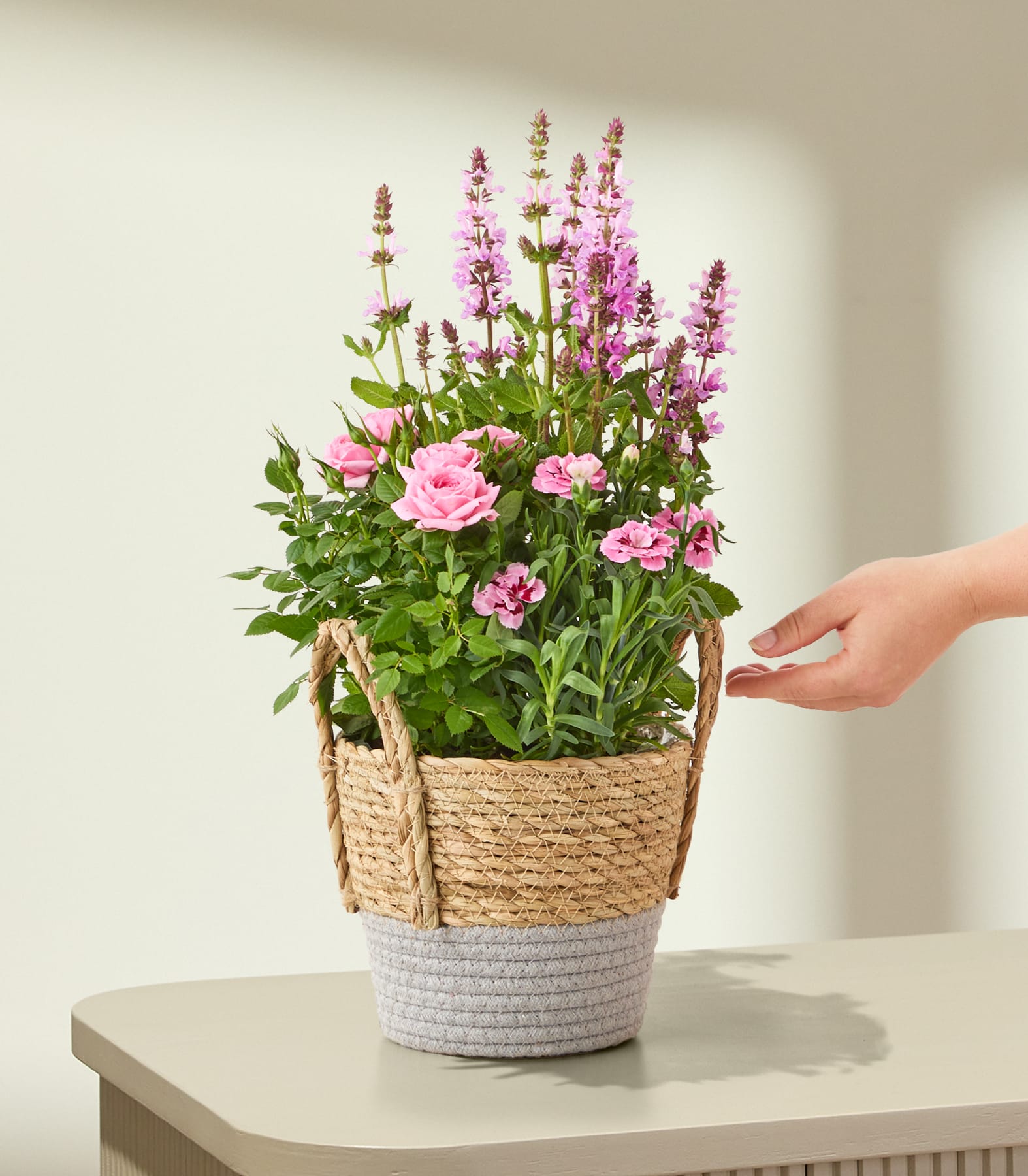Auf einem Tisch steht eine Topfpflanze mit rosa Blüten, vor einem schlichten Hintergrund streckt sich eine Hand nach ihr aus.