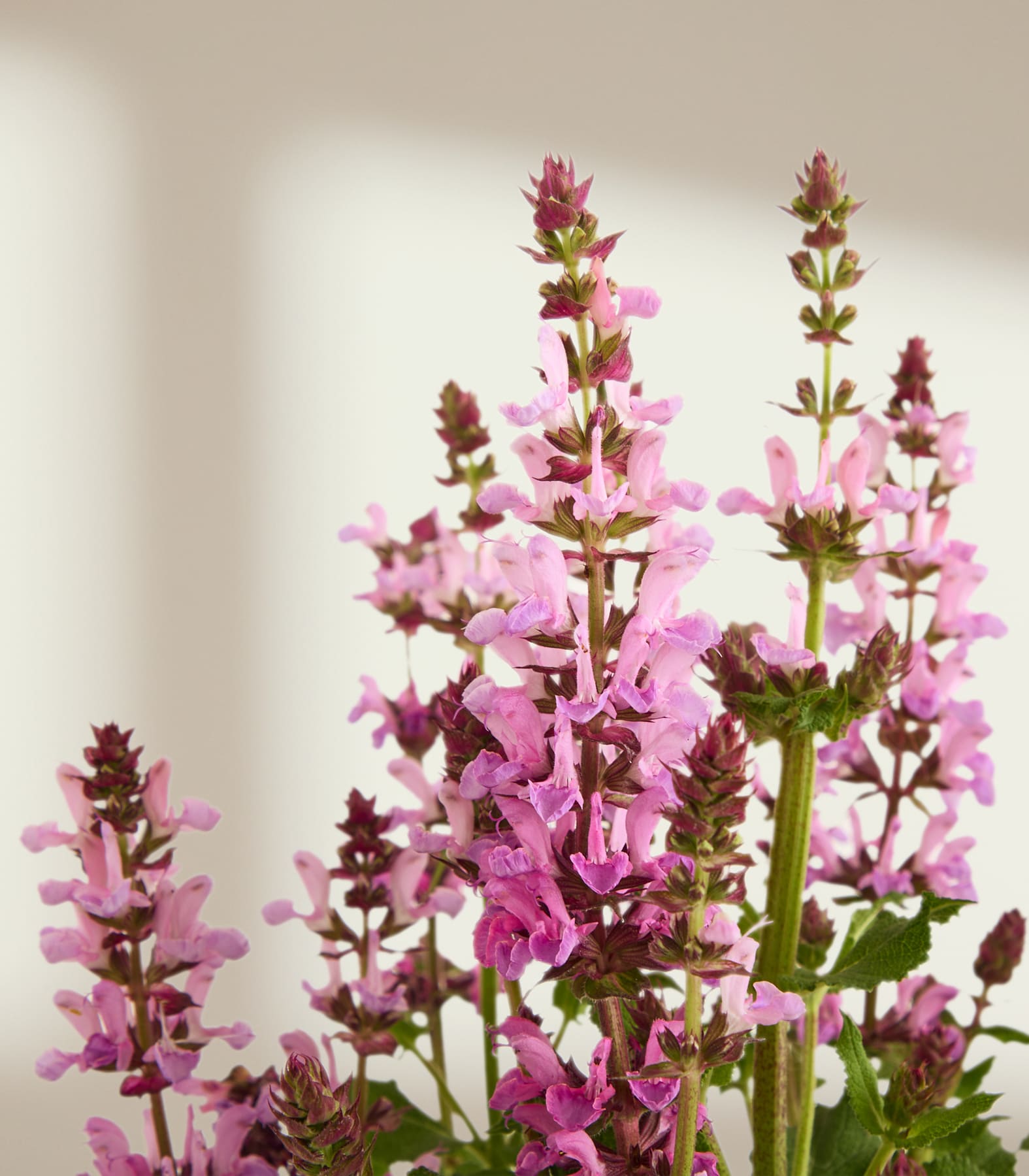 Ein Strauß zarter rosa Blüten mit grünen Stielen hebt sich von einem weichen, hellen Hintergrund ab.