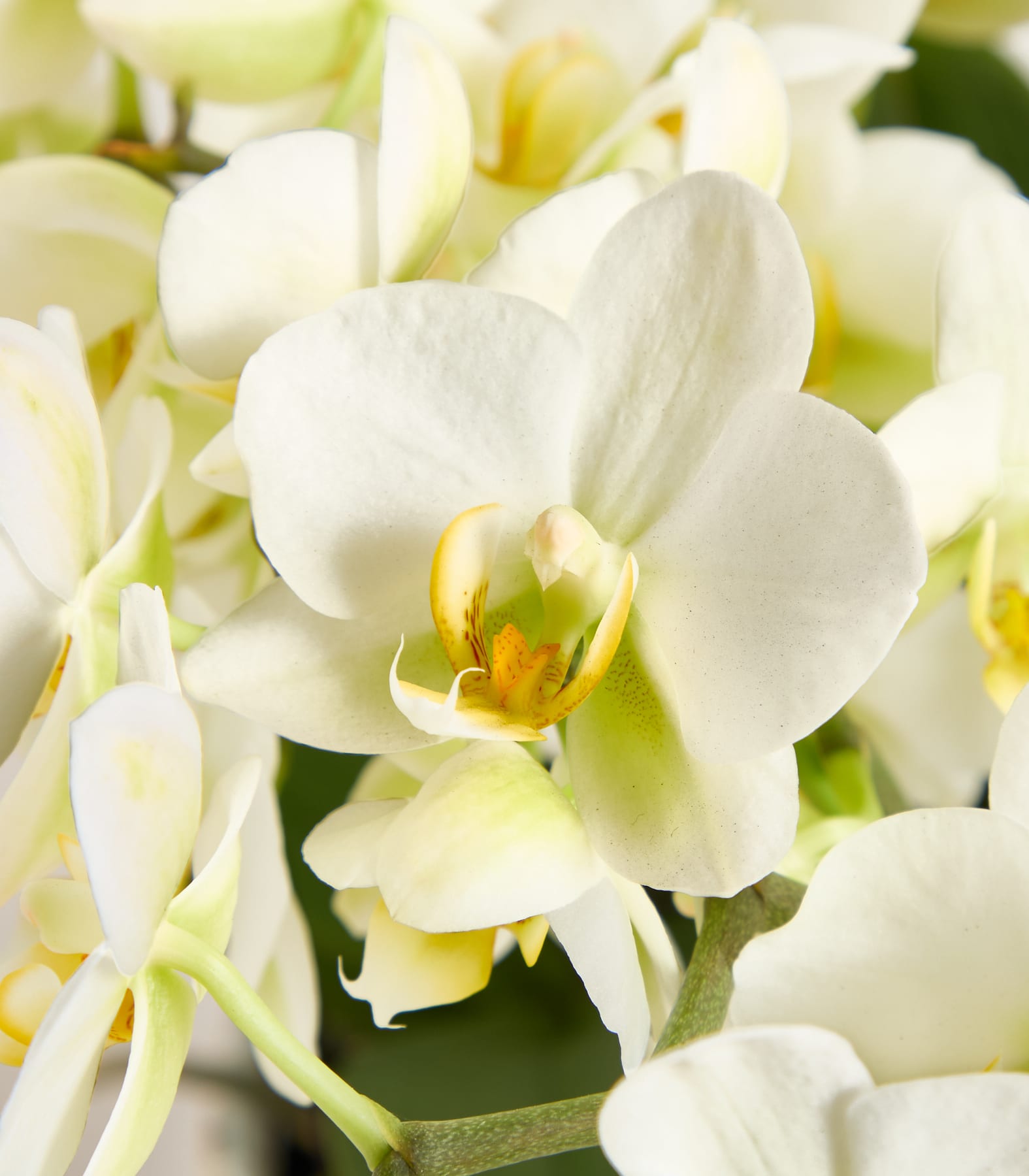 Im Vordergrund blüht eine zarte weiße Orchidee mit gelbem Zentrum, umgeben von einem weichen Schleier aus weiteren weißen Blüten und grünen Blättern im Hintergrund.
