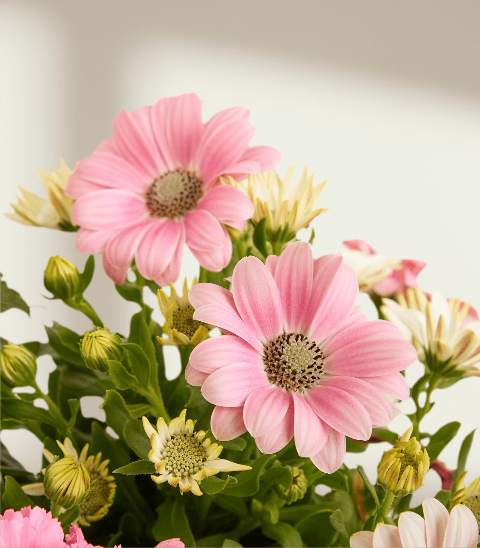 Im Vordergrund stehen zwei große rosa Gänseblümchen mit dunklen Zentren, umgeben von kleineren weißen und gelben Blüten und grünen Blättern, vor einem weichen, hellen Hintergrund.