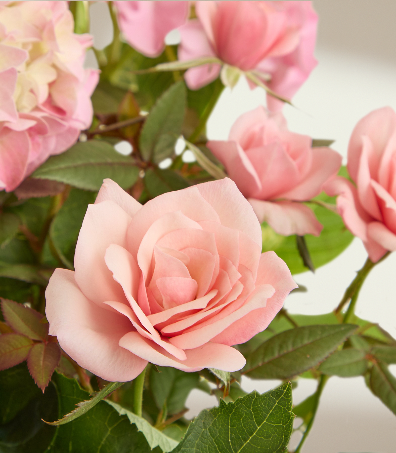 Zarte rosa Rosen mit dunkelgrünen Blättern füllen den Vordergrund, während ein sanfter, heller Hintergrund in der Ferne ausläuft. (Beschreibungstext KI-generiert)