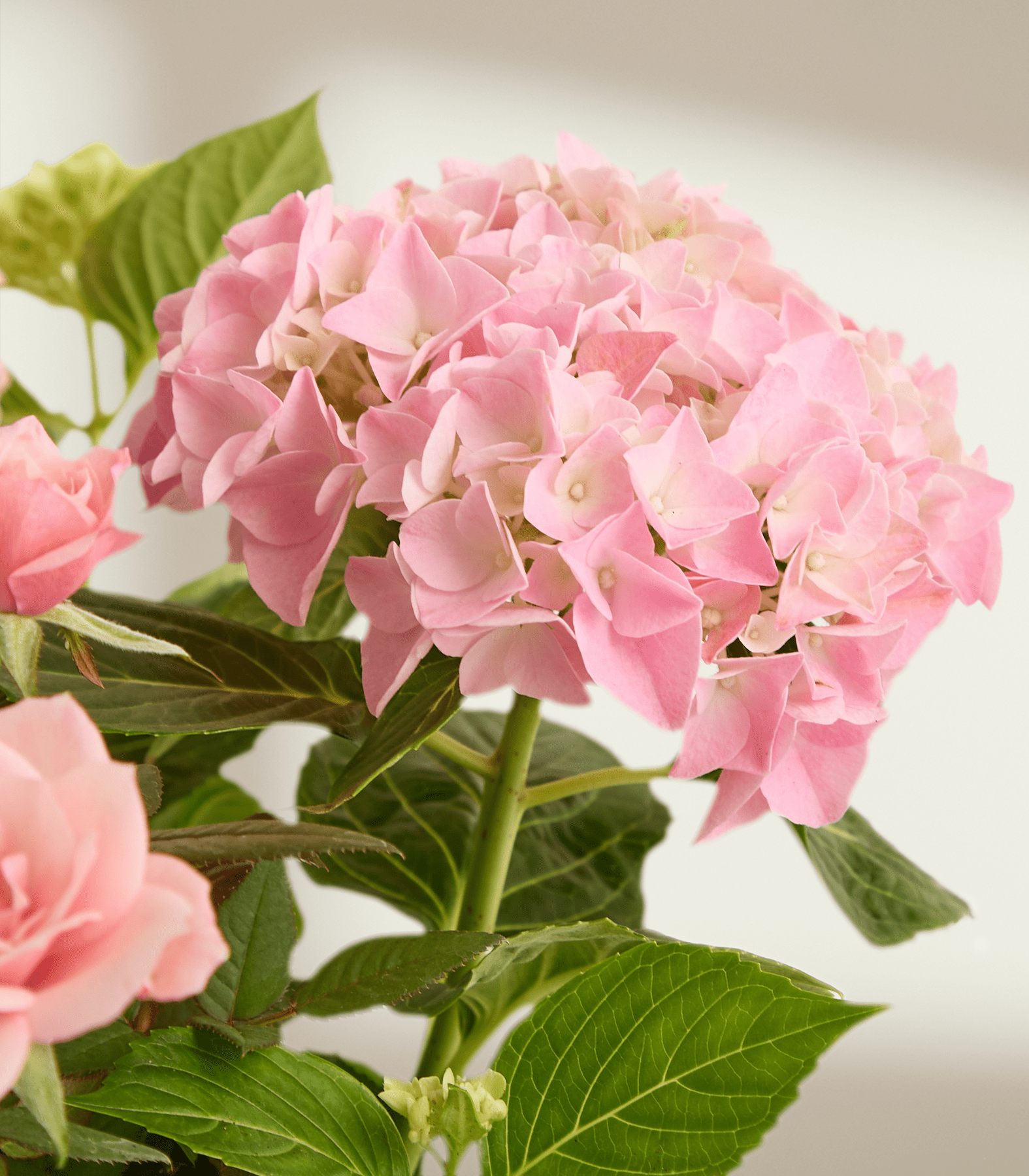 Eine große, rosafarbene Hortensienblüte dominiert den Vordergrund, im Hintergrund sind üppige grüne Blätter und ein Hauch von rosa Rosen vor einem sanften, hellen Hintergrund zu sehen. (Beschreibungstext KI-generiert)