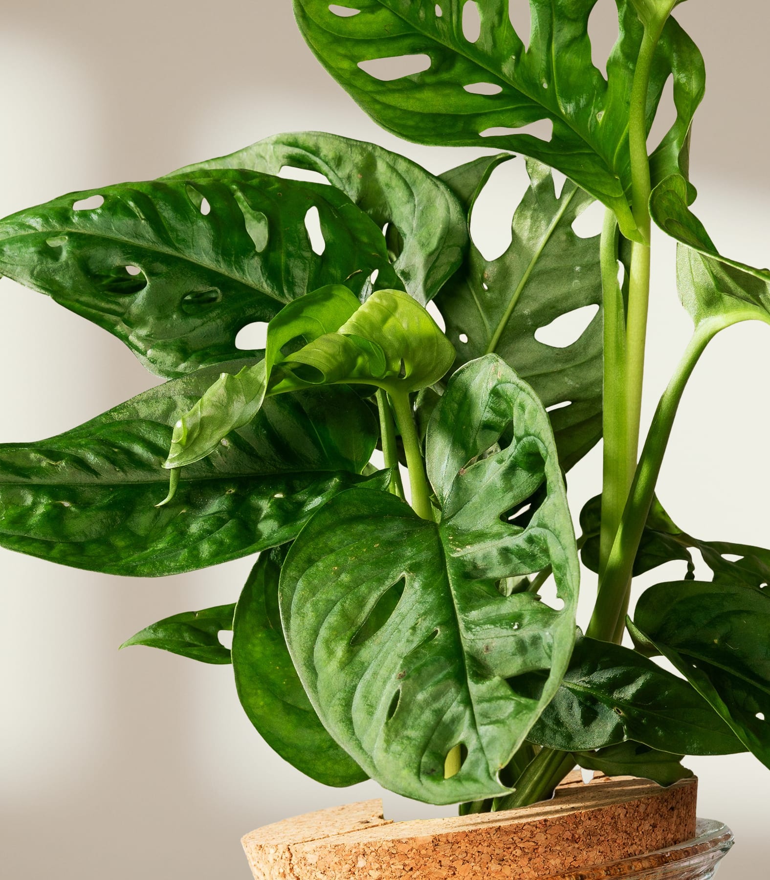 Im Vordergrund steht eine Monstera mit großen, perforierten grünen Blättern vor einem schlichten, hellen Hintergrund.