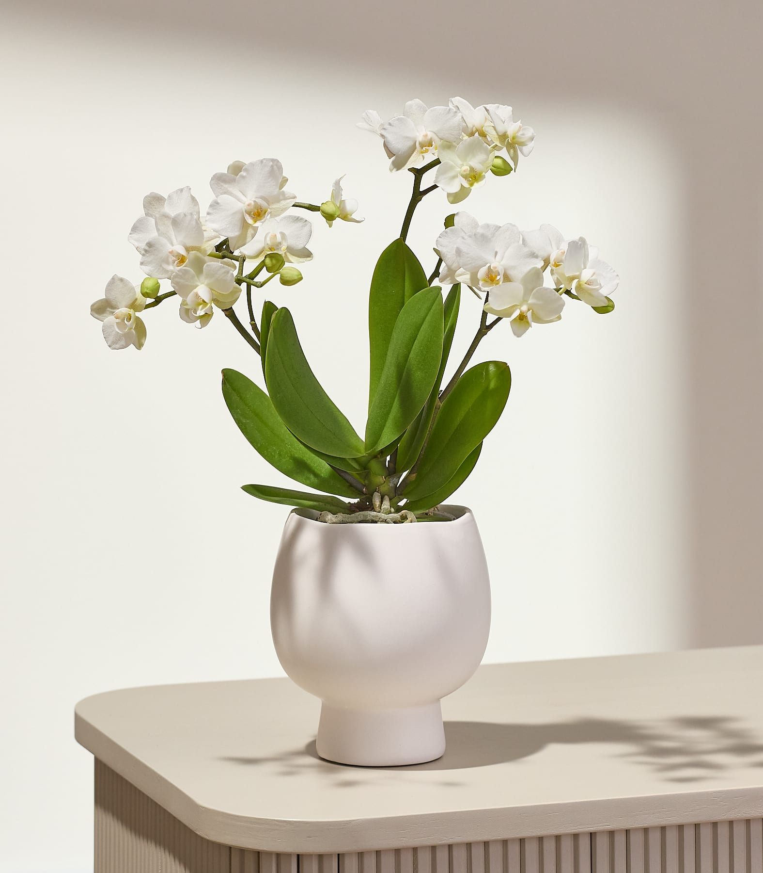 Eine weiße Orchidee in einem modernen weißen Topf steht auf einem hellen Tisch vor einem sanft beleuchteten, neutralen Hintergrund.