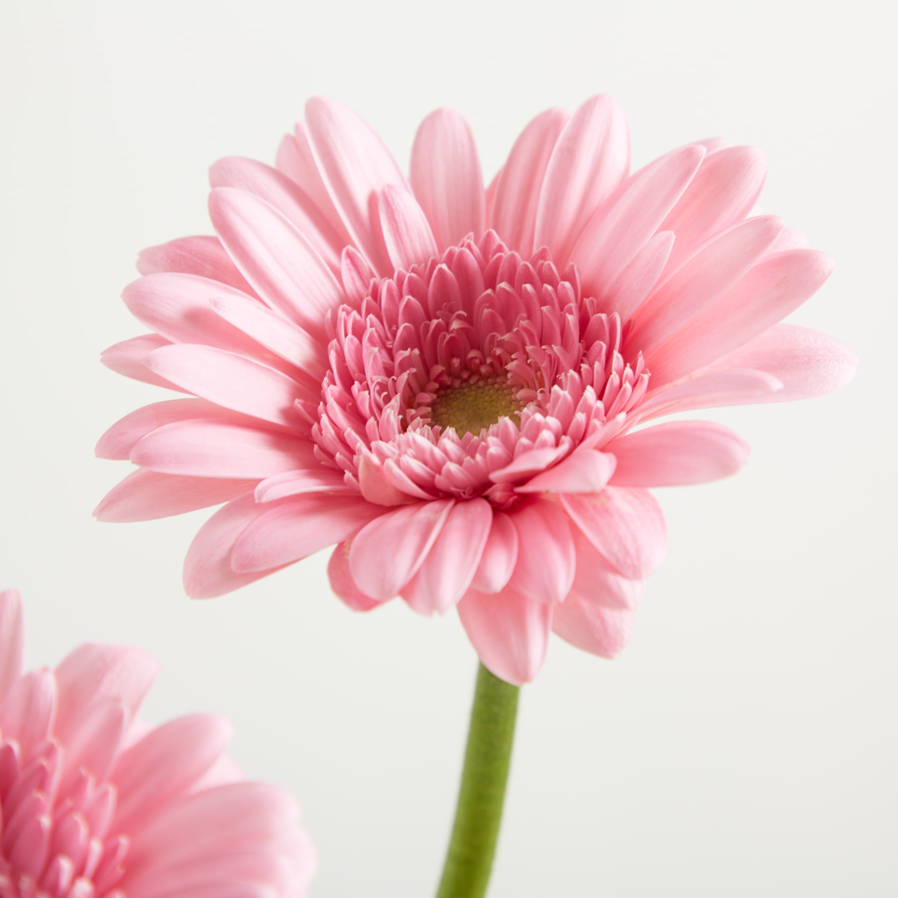 Eine zartrosa Gerbera mit grünem Stiel hebt sich von einem weichen, hellen Hintergrund ab, im Vordergrund ist eine weitere, verschwommene rosa Gerbera zu sehen.
