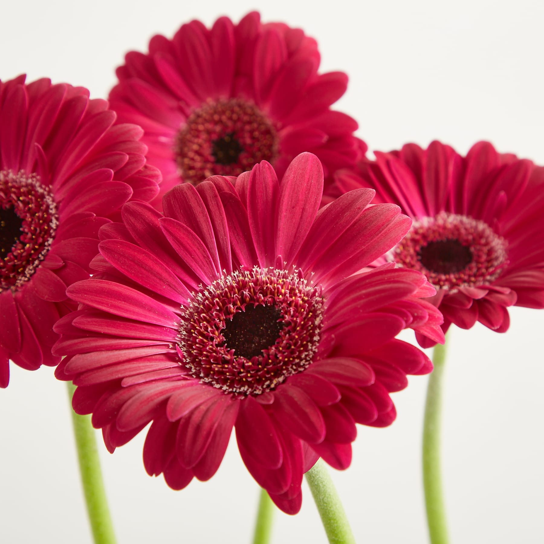 Vier leuchtend pinkfarbene Gerbera-Gänseblümchen mit dunklen Zentren sind im Vordergrund vor einem weichen, weißen Hintergrund angeordnet.