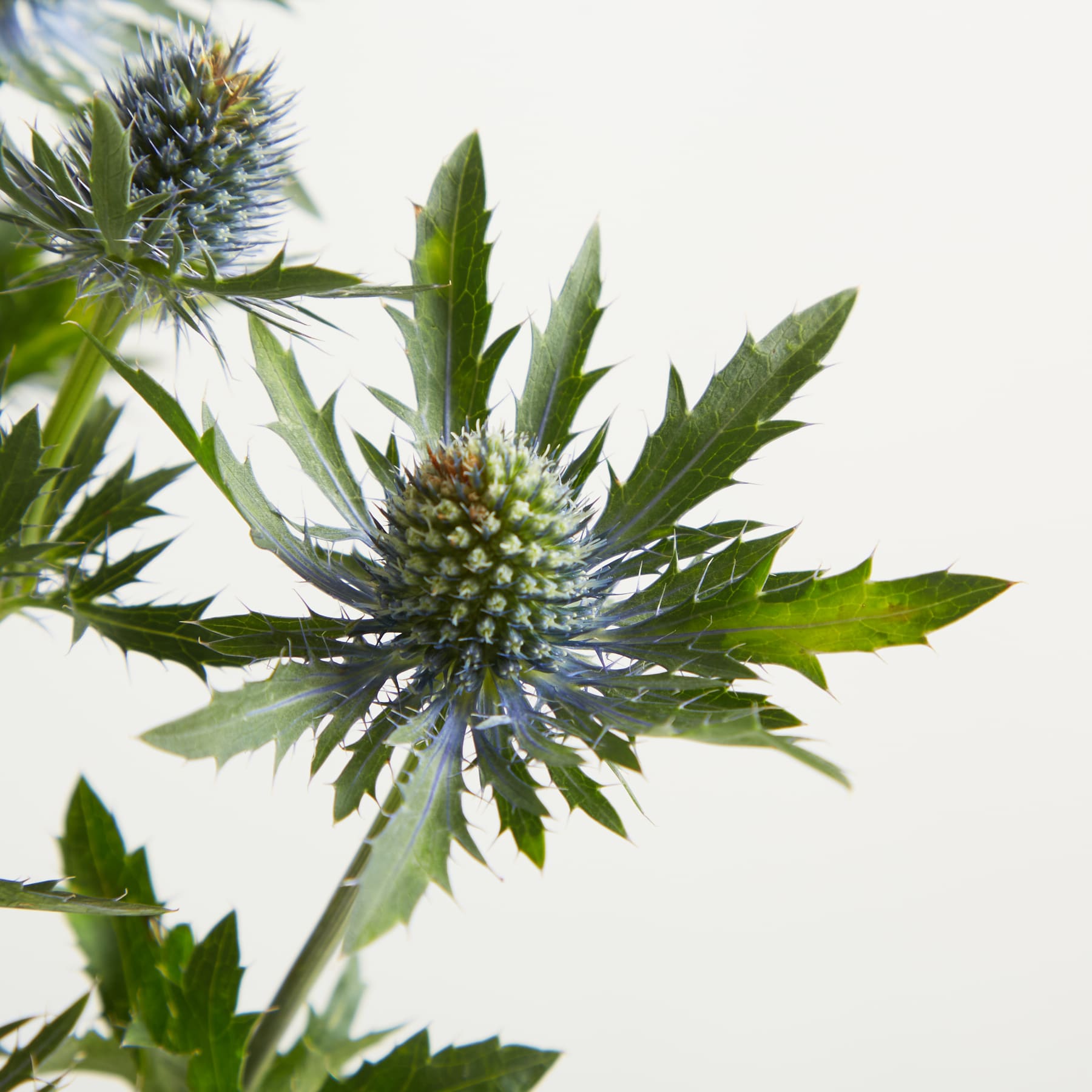 Nahaufnahme von stacheligen blauen Distelblüten mit grünen Blättern im Vordergrund vor einem schlichten weißen Hintergrund.