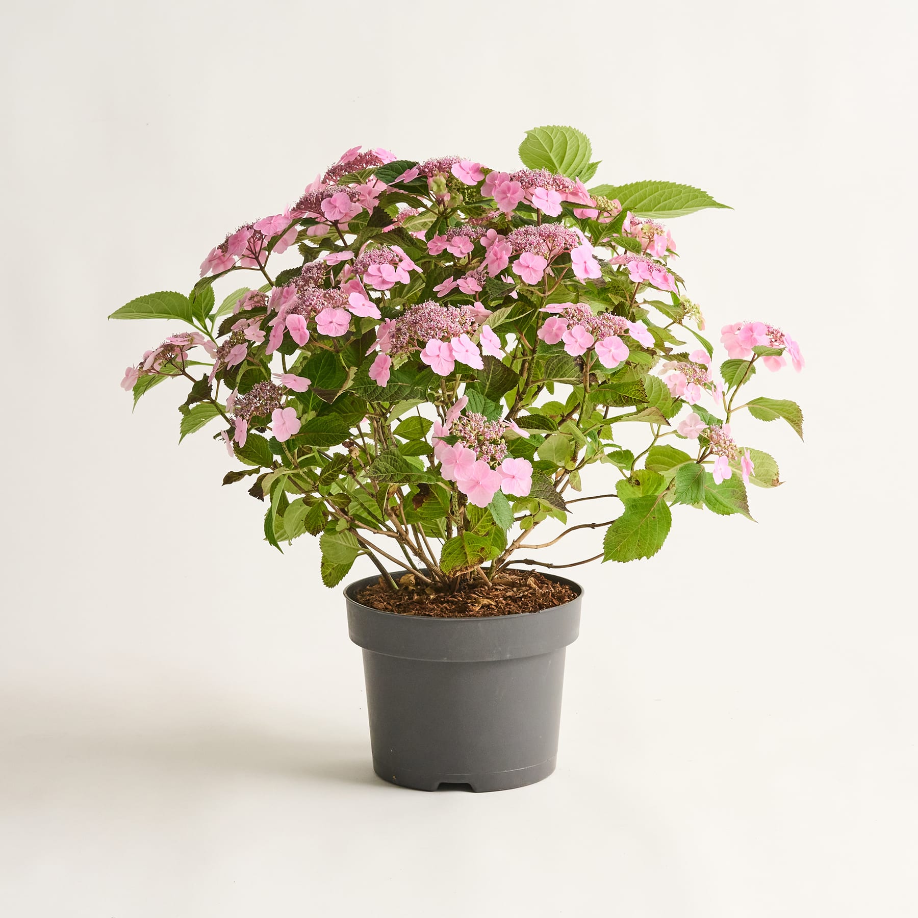 Eine rosafarbene Topfhortensie mit üppig grünen Blättern steht vor einem schlichten weißen Hintergrund.