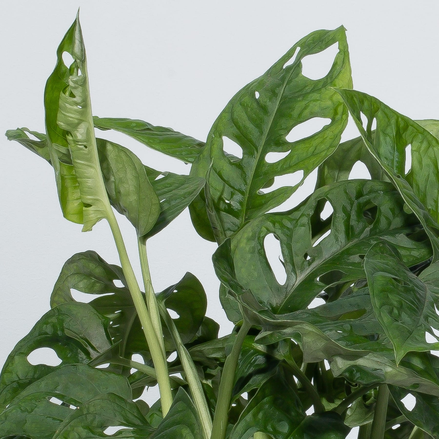 Monstera 'Monkey Leaf'