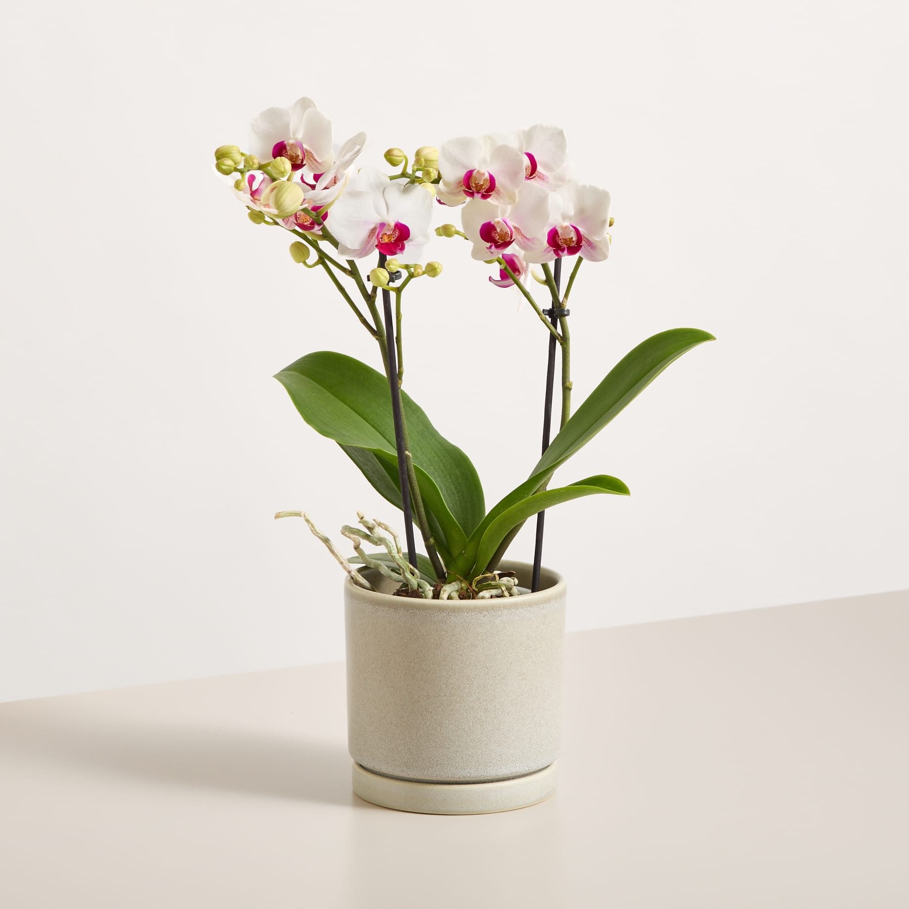 Eine Orchidee im Topf mit zarten weißen und rosa Blüten steht auf einer weißen Fläche vor einem schlichten weißen Hintergrund.