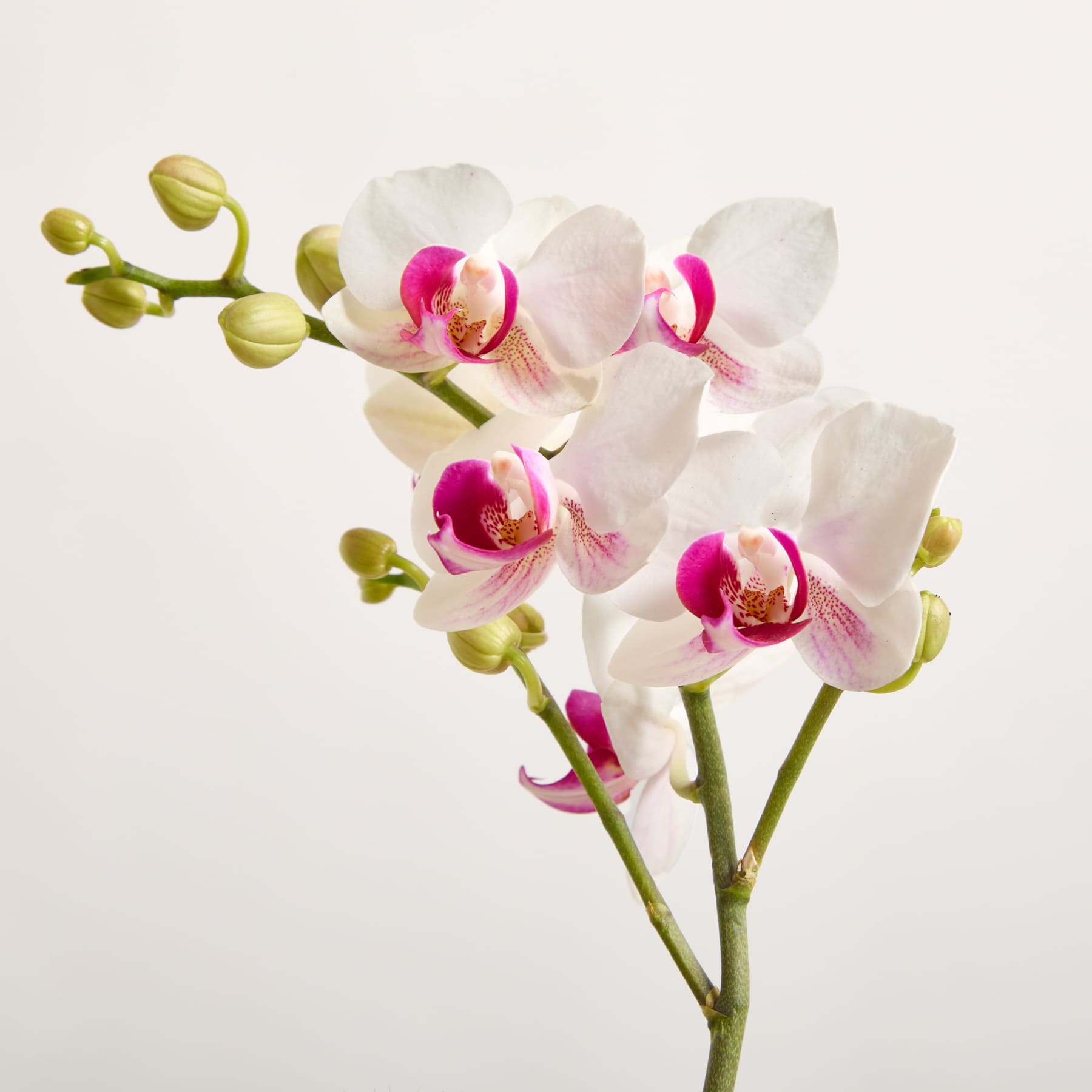 Ein zarter Strauß weißer Orchideen mit fuchsiafarbenen Zentren blüht vor einem schlichten weißen Hintergrund.