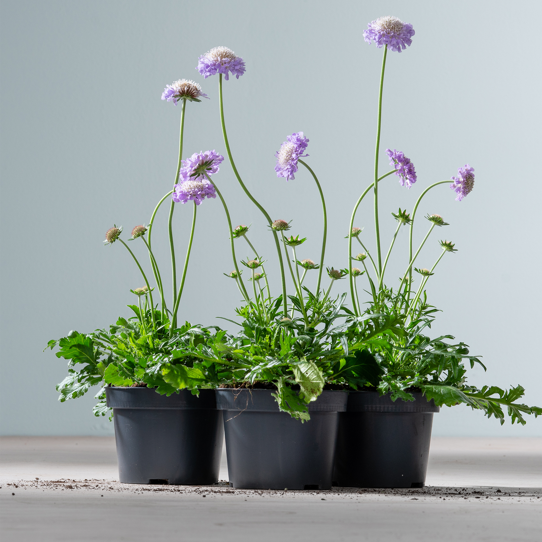 Im Vordergrund stehen drei Töpfe mit violetten Skabiosenblüten und grünem Laub vor einem hellblauen Hintergrund.