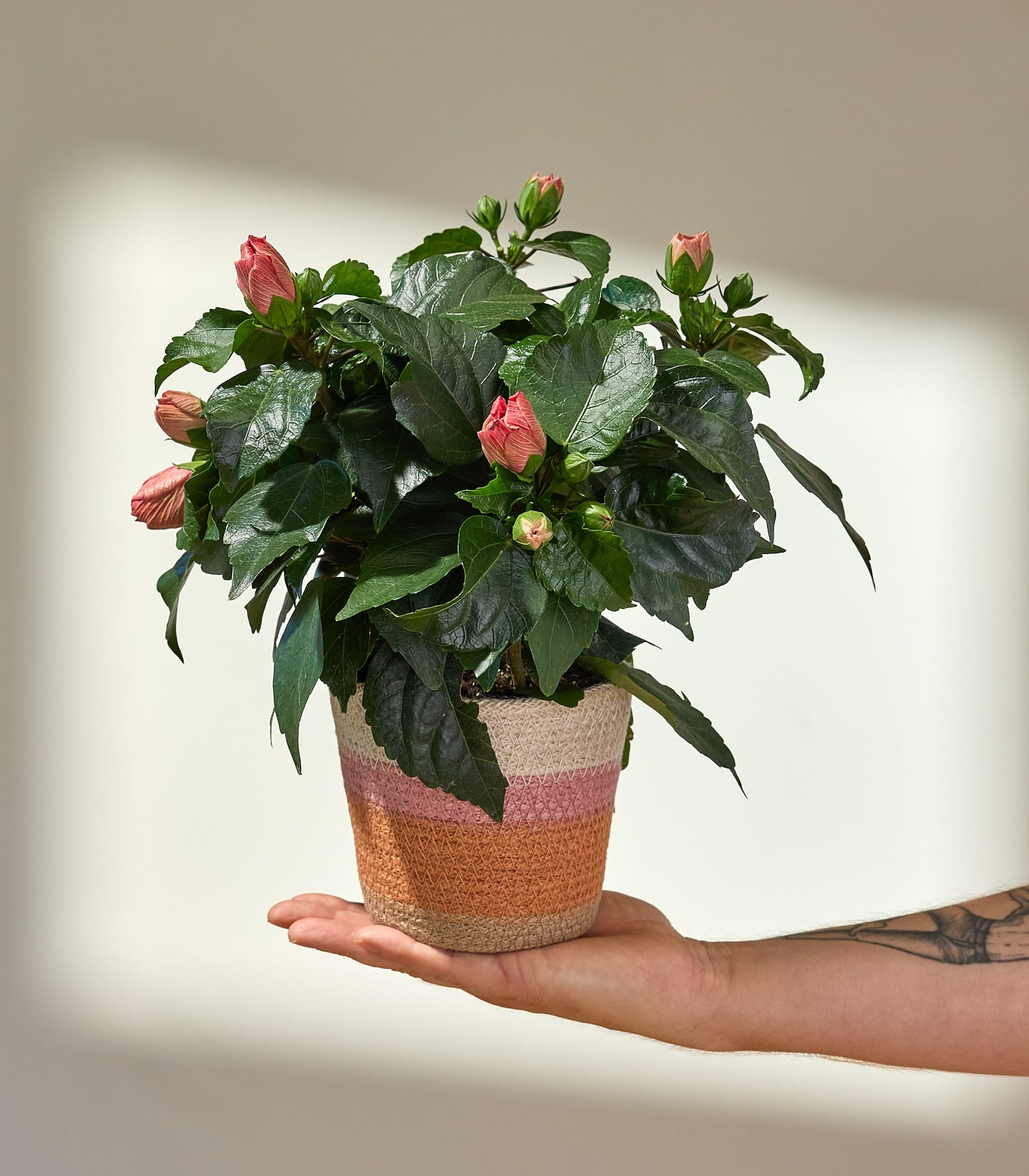 In einem dekorativen Keramiktopf steht ein leuchtender Strauß rosa Rosen, in den eine Hand hineingreift, um die zarten Blütenblätter vor einem schlichten weißen Hintergrund zu berühren.