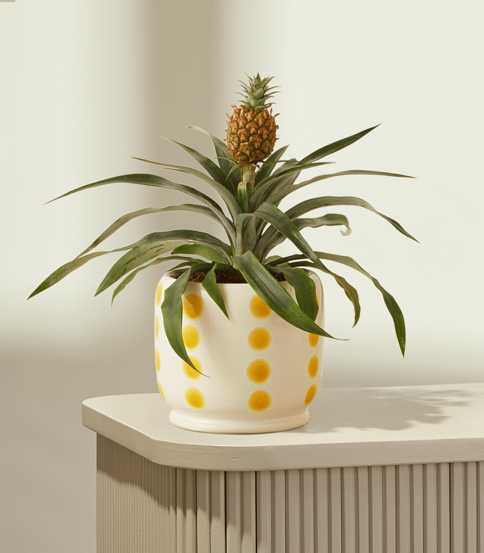 Eine leuchtend grüne Ananas mit ihren grünen Blättern und ihrer stacheligen Schale hebt sich deutlich von einem schlichten weißen Hintergrund ab.