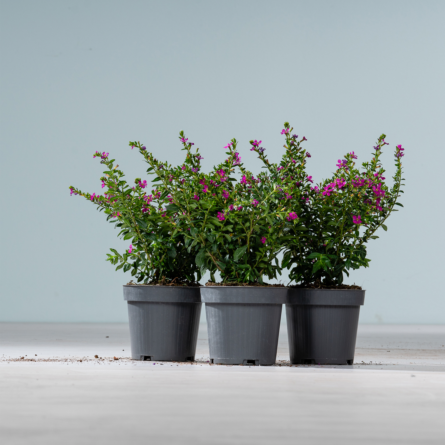 Drei Topfpflanzen mit kleinen violetten Blüten stehen auf einer hellen Fläche vor einer hellblauen Wand.