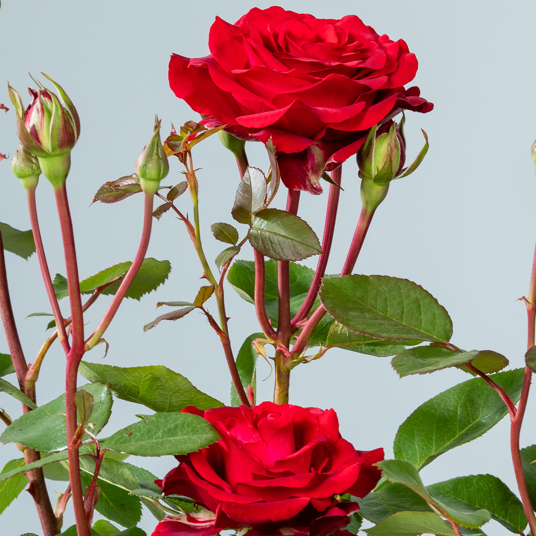 Zwei leuchtend rote Rosen blühen zwischen grünen Blättern und ungeöffneten Knospen vor einem sanften, hellgrauen Hintergrund.