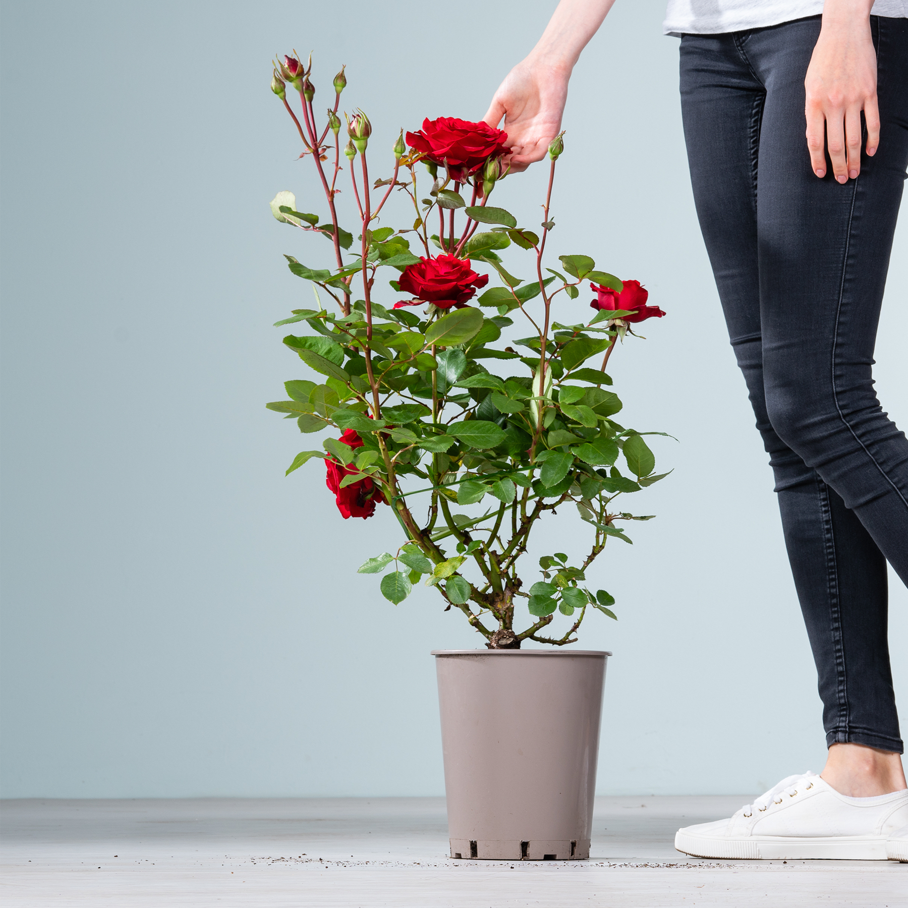 Eine Hand berührt sanft einen Topf mit einer roten Rose, die in voller Blüte steht und Knospen aufweist, vor einem schlichten, hellblauen Hintergrund.