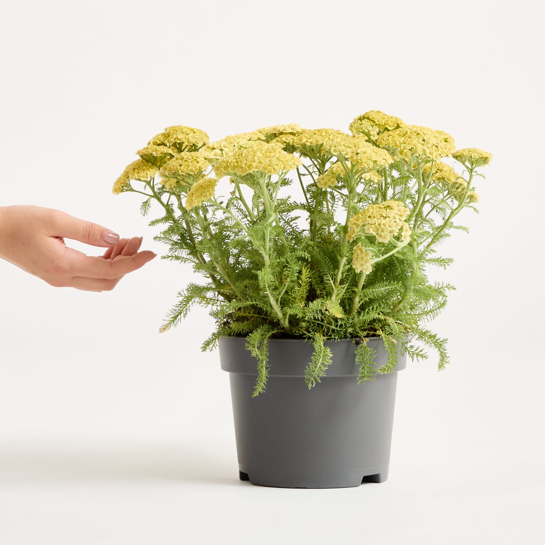 Eine Person hält in ihren Händen einen Topf mit leuchtend gelben und grünen Blüten vor einem schlichten weißen Hintergrund.