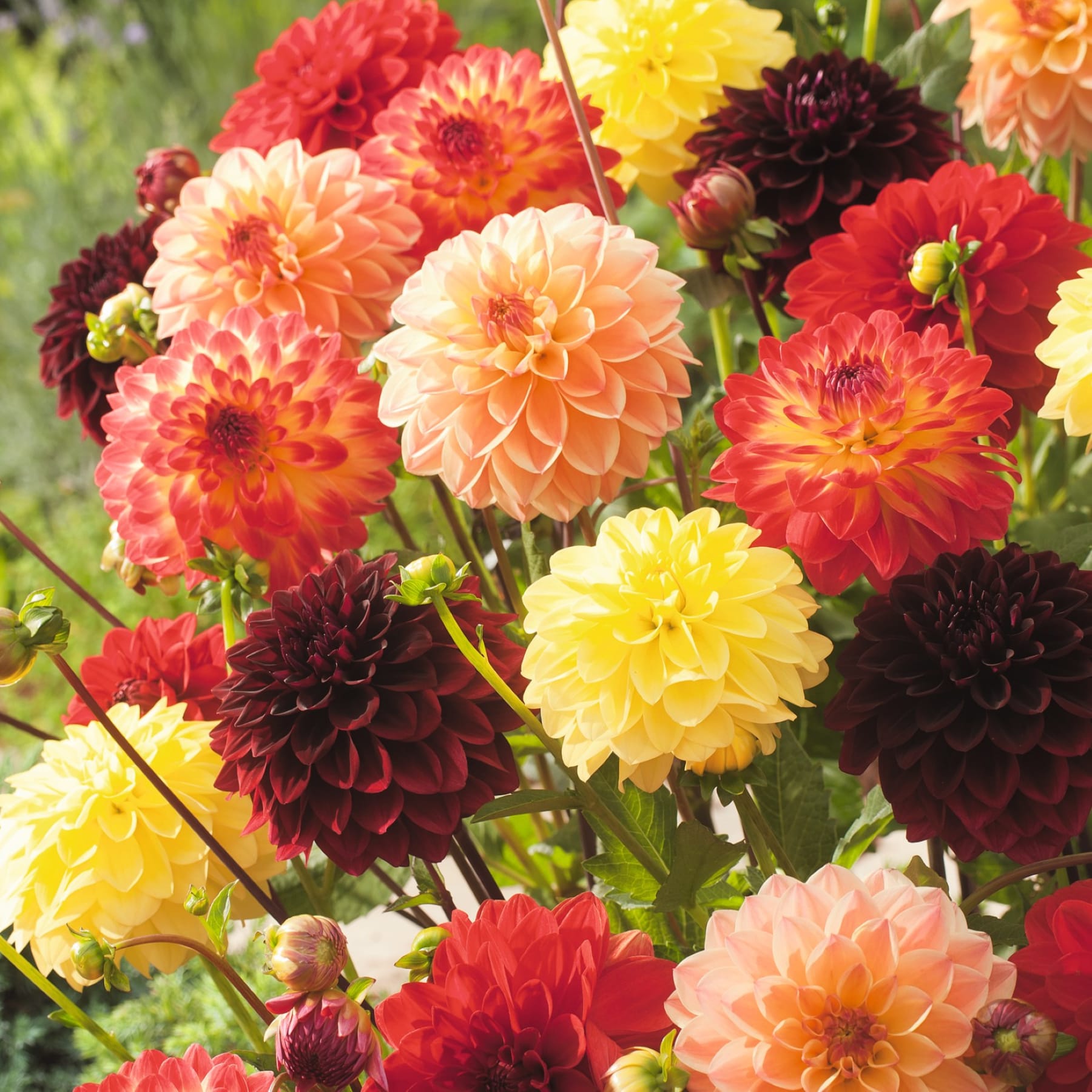 Ein leuchtender Strauß Dahlienblüten in Rot-, Orange-, Gelb- und tiefen Burgundertönen füllt den Vordergrund, vor einem weichen, verschwommenen grünen Hintergrund aus Laub.