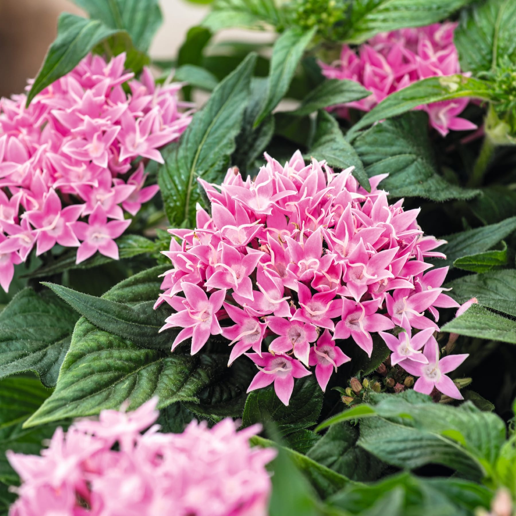 Im Vordergrund füllen Büschel leuchtend pinkfarbener, sternförmiger Blüten mit üppigem grünem Laub, während weitere Blüten und Blätter derselben Art einen weichen, verschwommenen Hintergrund bilden.