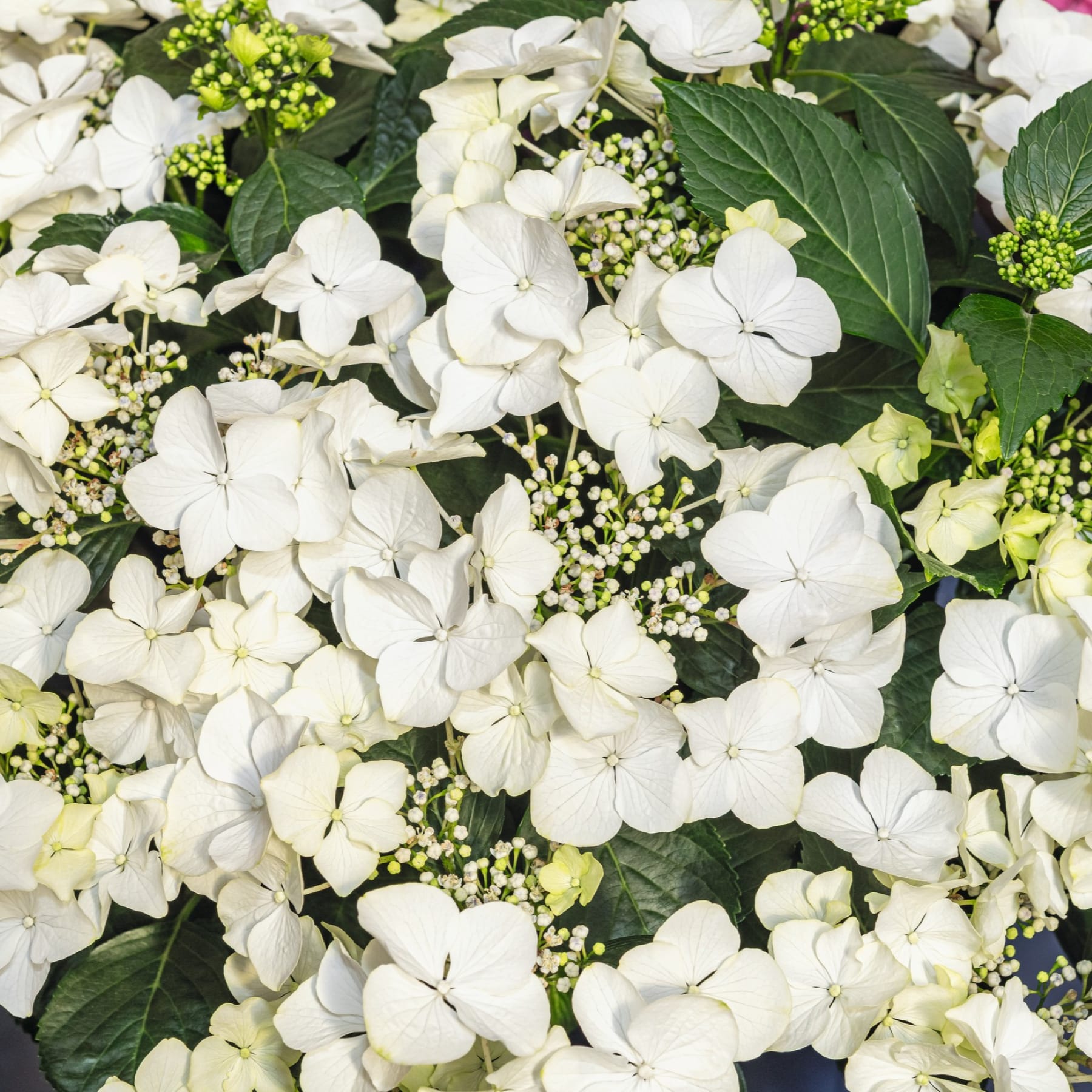 Ein dichter Bestand weißer Hortensienblüten mit kleinen Knospen und grünen Blättern füllt das Bildfeld.