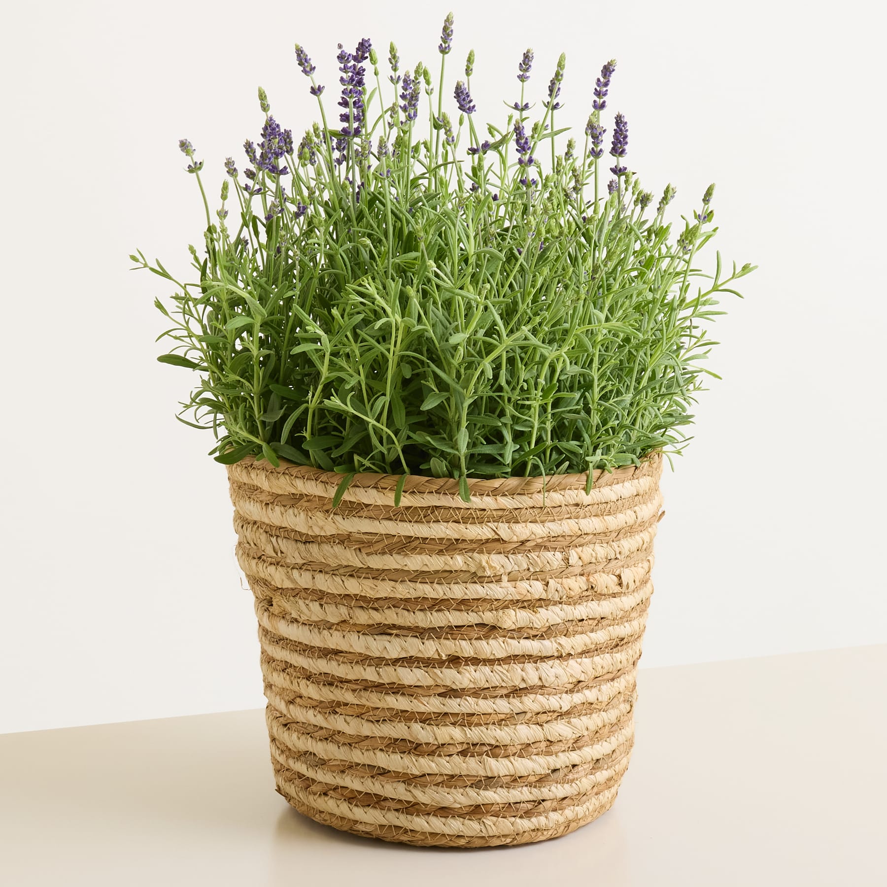 Eine Lavendelpflanze im Topf mit violetten Blüten steht in einem geflochtenen Korb vor einem schlichten weißen Hintergrund.