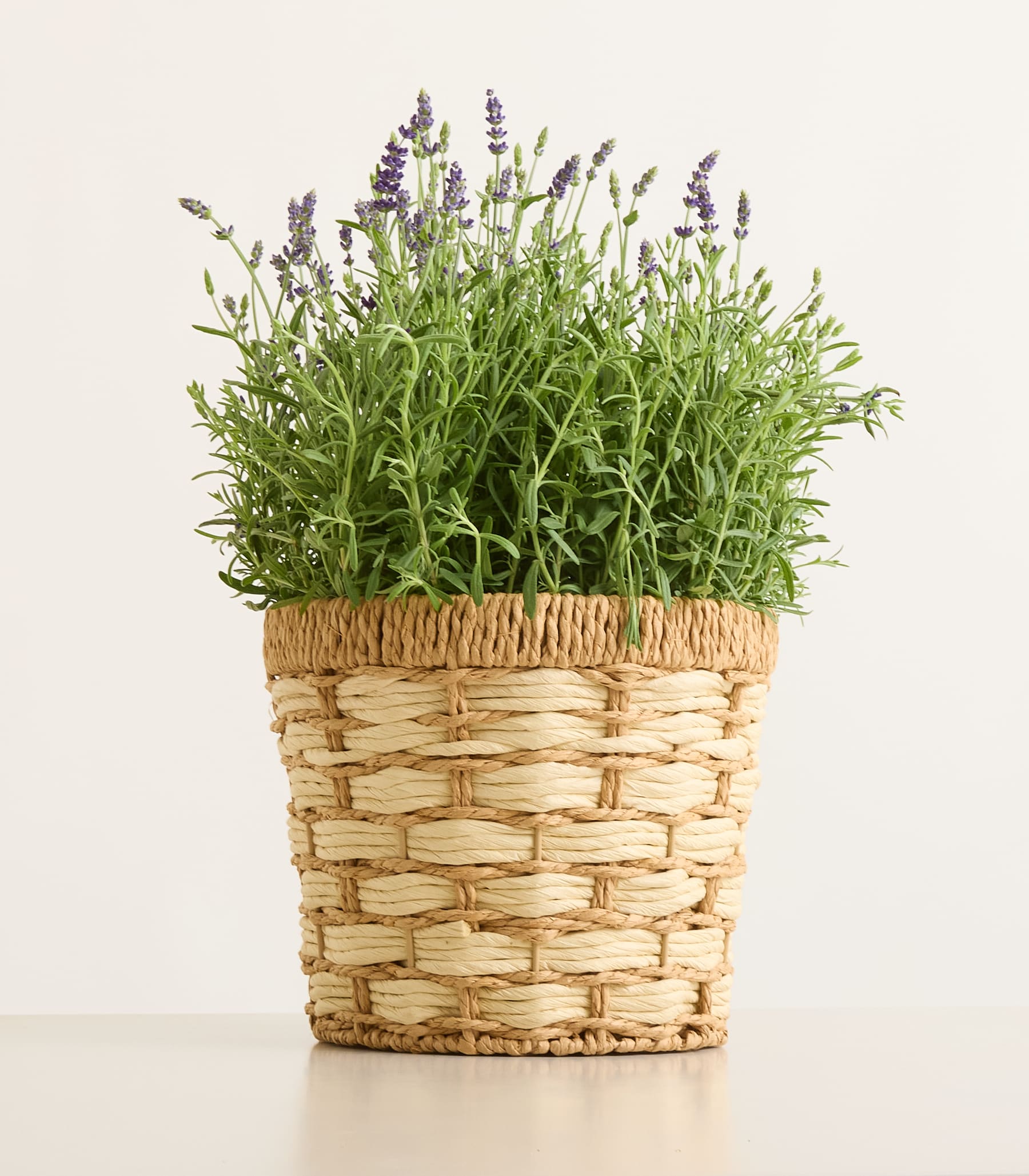 Eine Lavendelpflanze im Topf mit violetten Blüten steht in einem geflochtenen Korb auf einer weißen Fläche vor einem schlichten weißen Hintergrund.