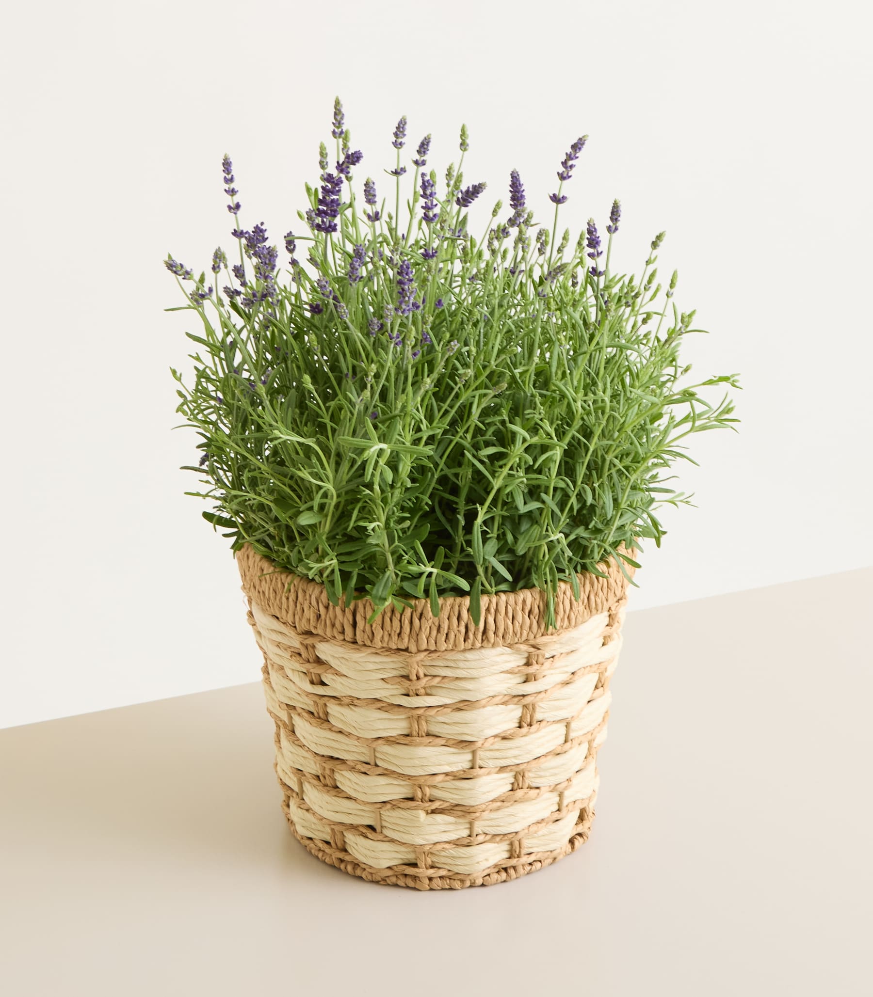 Eine Lavendelpflanze im Topf mit violetten Blüten steht in einem geflochtenen Korb vor einem schlichten, hellen Hintergrund.