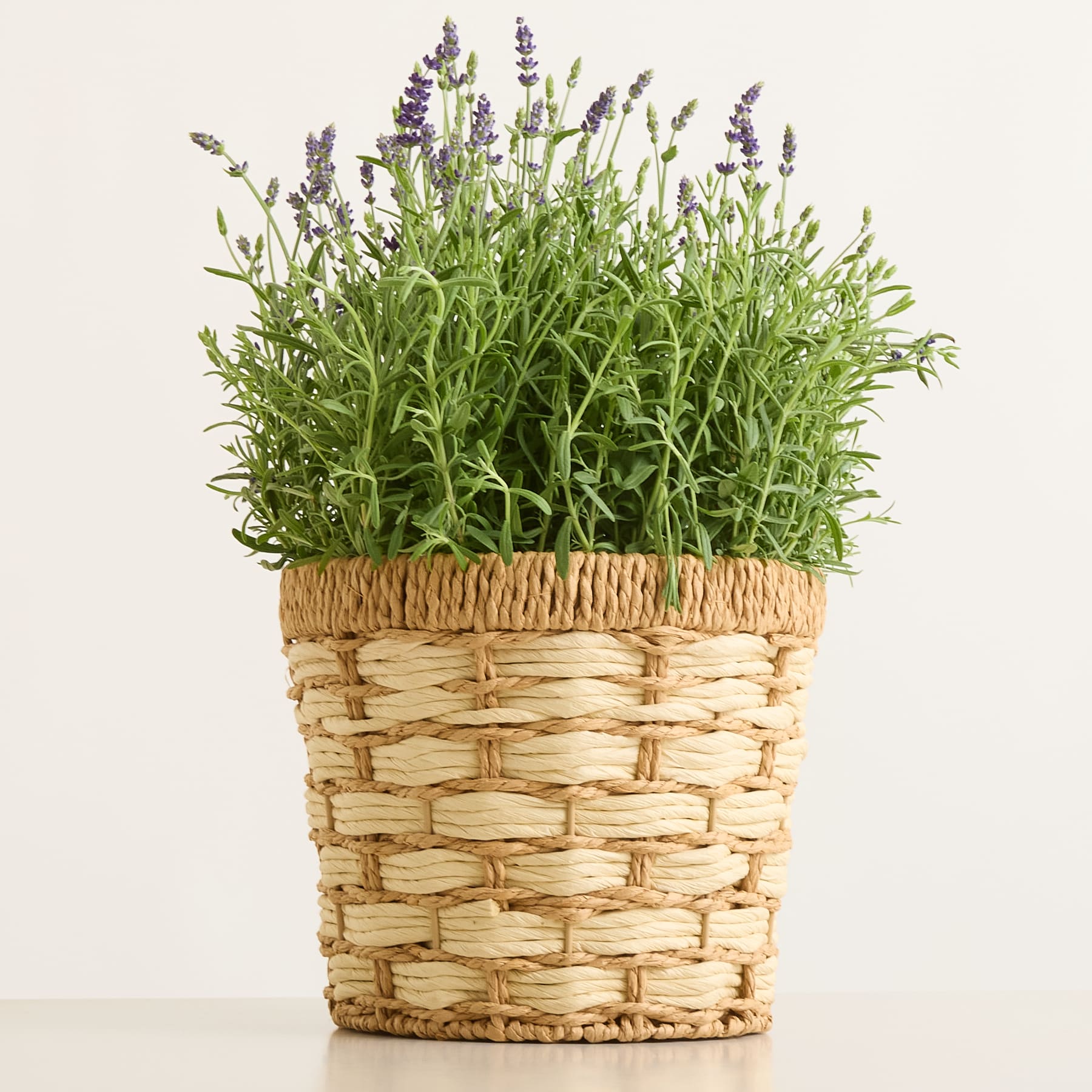 Eine Lavendelpflanze im Topf mit violetten Blüten steht in einem geflochtenen Korb vor einem schlichten weißen Hintergrund.