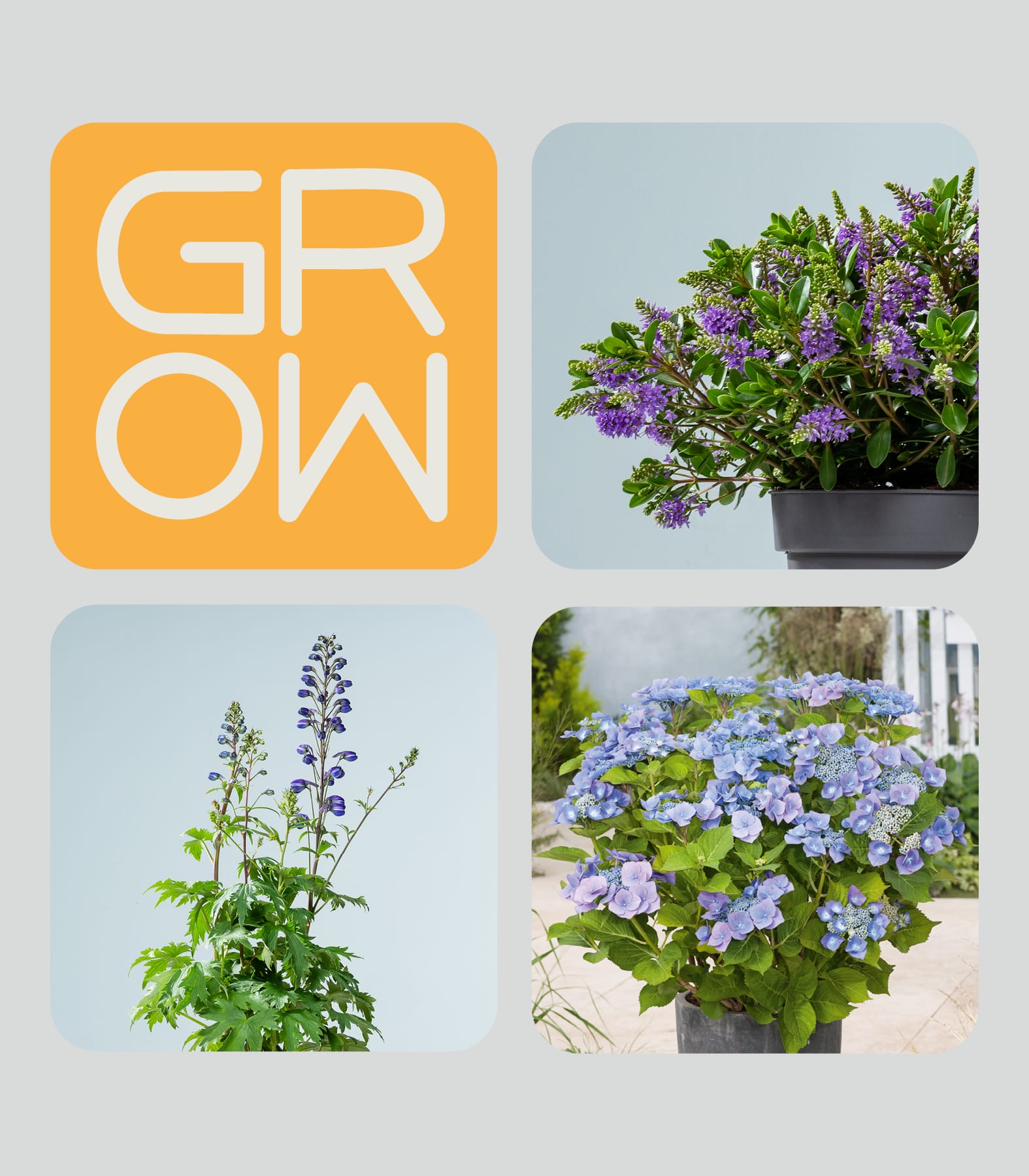 Eine Collage zeigt das Wort „GROW“ in einem gelben Quadrat oben links, die übrigen Quadrate sind mit drei verschiedenen blühenden Topfpflanzen gefüllt.