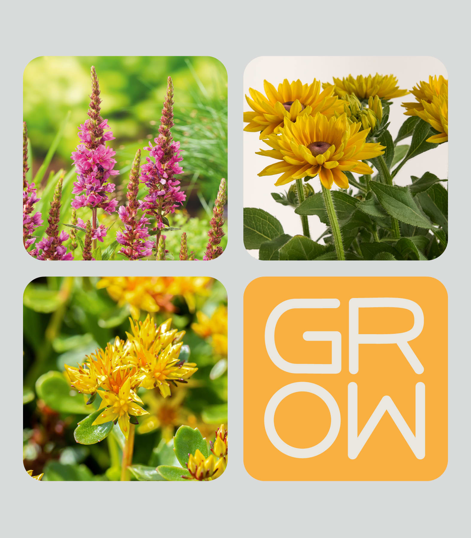 Vier quadratische Tafeln zeigen oben links rosa Blüten, oben rechts gelbe Blüten, unten links gelbe Sukkulenten und unten rechts das Wort „GROW“ in großen weißen Buchstaben auf orangefarbenem Hintergrund.