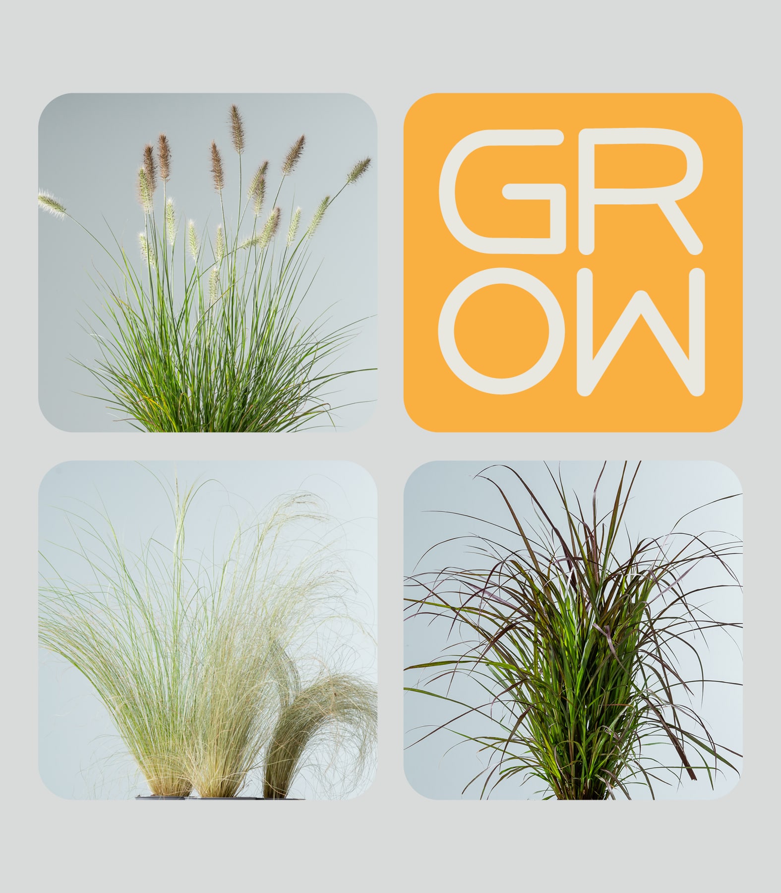 Auf vier quadratischen Tafeln werden verschiedene Arten von Ziergräsern gezeigt, wobei auf der Tafel oben rechts das Wort „GROW“ in großen, stilisierten Buchstaben vor einem orangefarbenen Hintergrund prangt.