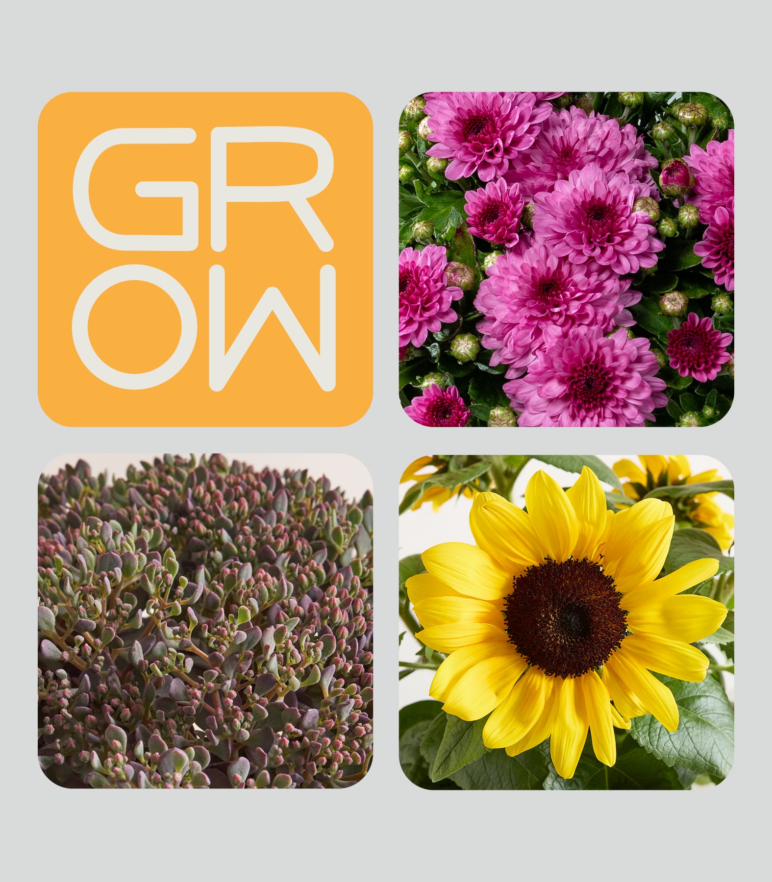 Eine Collage zeigt das Wort „GROW“ oben links, rosa Chrysanthemen oben rechts, eine Sukkulente unten links und eine Sonnenblume unten rechts.