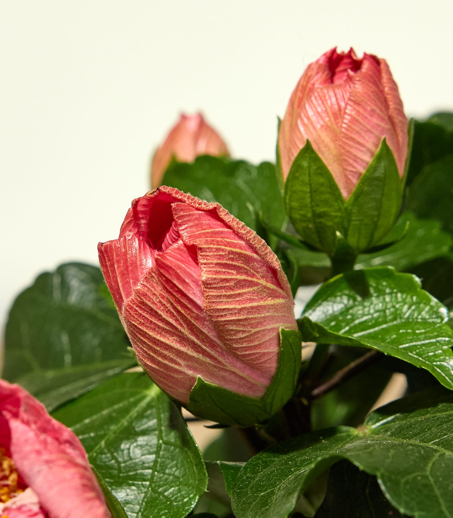 Im Vordergrund sind mehrere rosa Hibiskusknospen mit grünen Blättern vor einem weichen, hellen Hintergrund zu sehen.