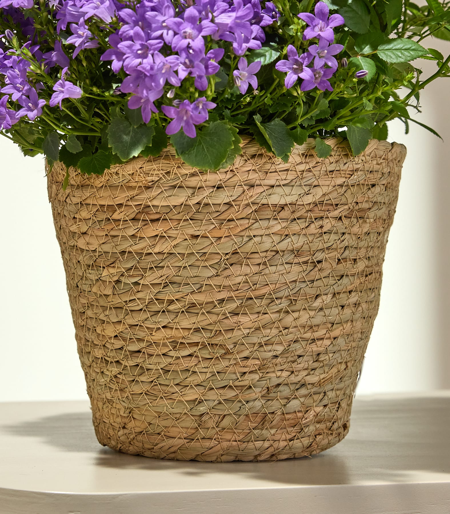 Ein lebendiges Bild aus üppigen, violetten Blüten und grünem Laub füllt das Bildfeld und schafft eine fesselnde und visuell beeindruckende Szene.