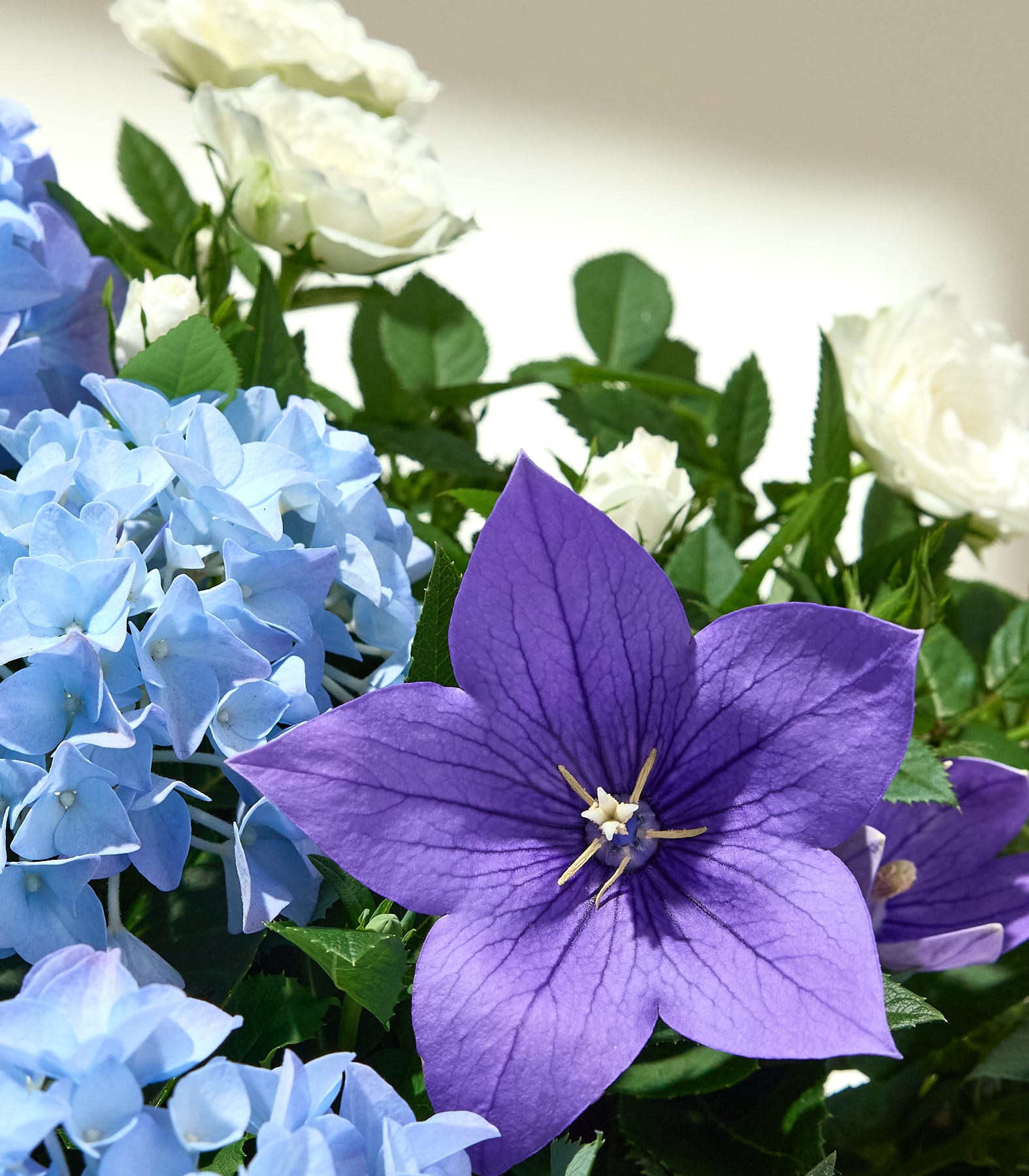 Eine leuchtend violette Ballonblume sticht im Vordergrund vor einem sanften Hintergrund aus blauen Hortensien und weißen Rosen hervor.