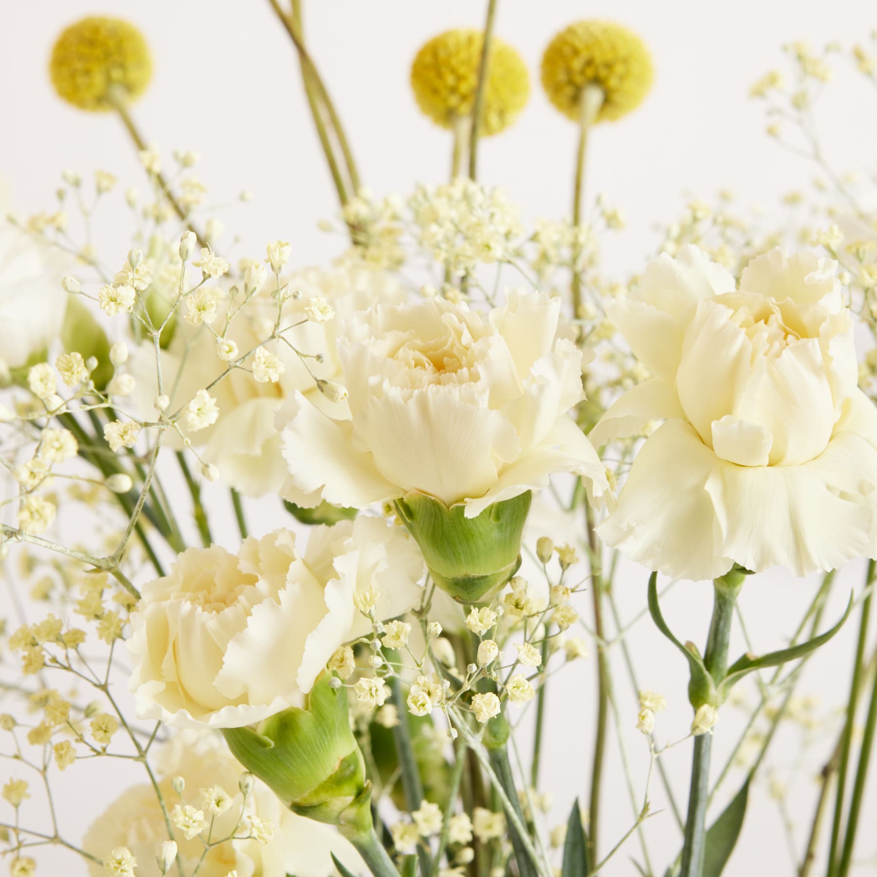 Cremefarbene Nelken und zartes Schleierkraut füllen den Vordergrund, während gelbe Craspedia-Blüten im weichen, weißen Hintergrund emporragen.
