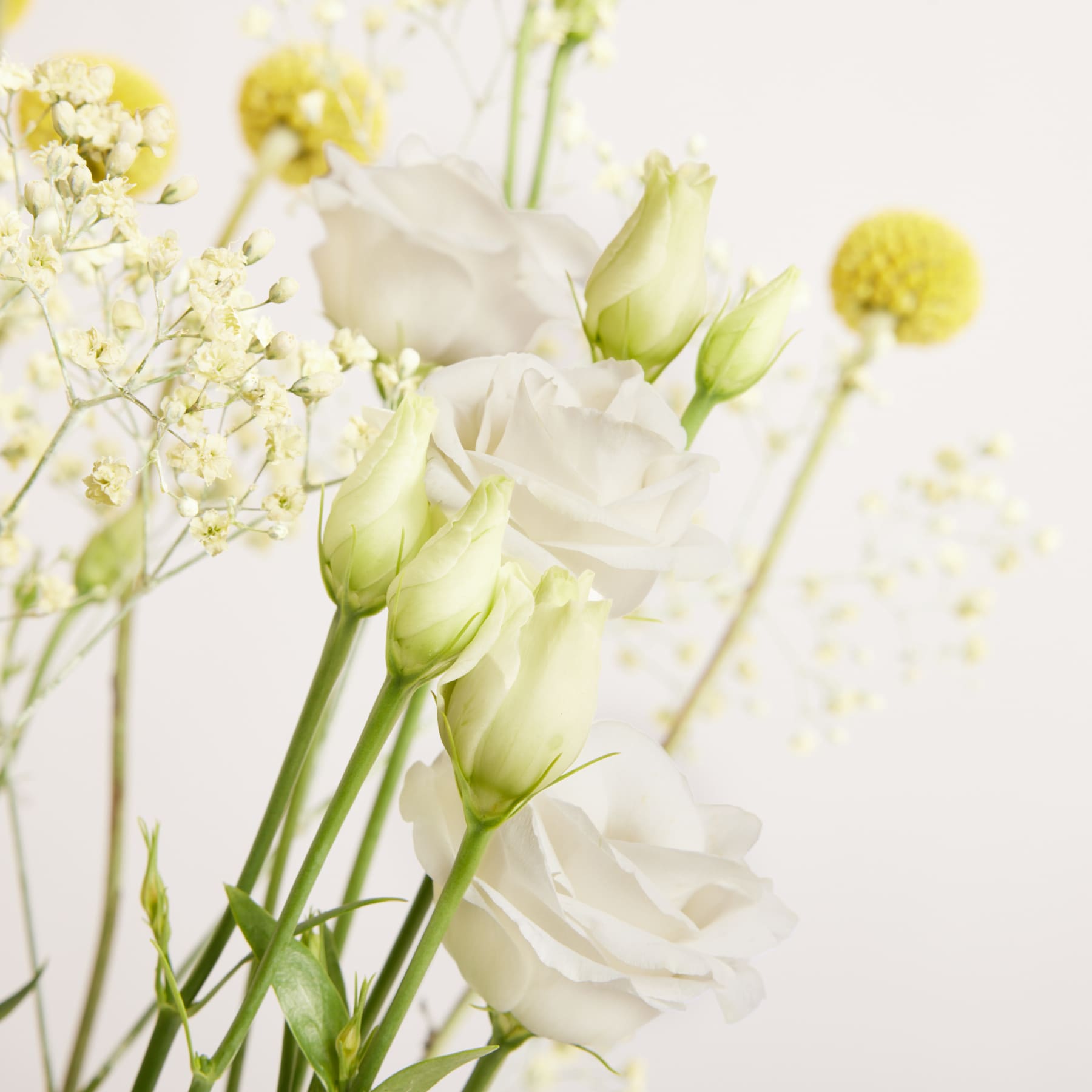 Zarte weiße Rosen und Knospen füllen den Vordergrund, während sanftgelbe Craspedia und winzige weiße Blüten einen verschwommenen Hintergrund bilden.