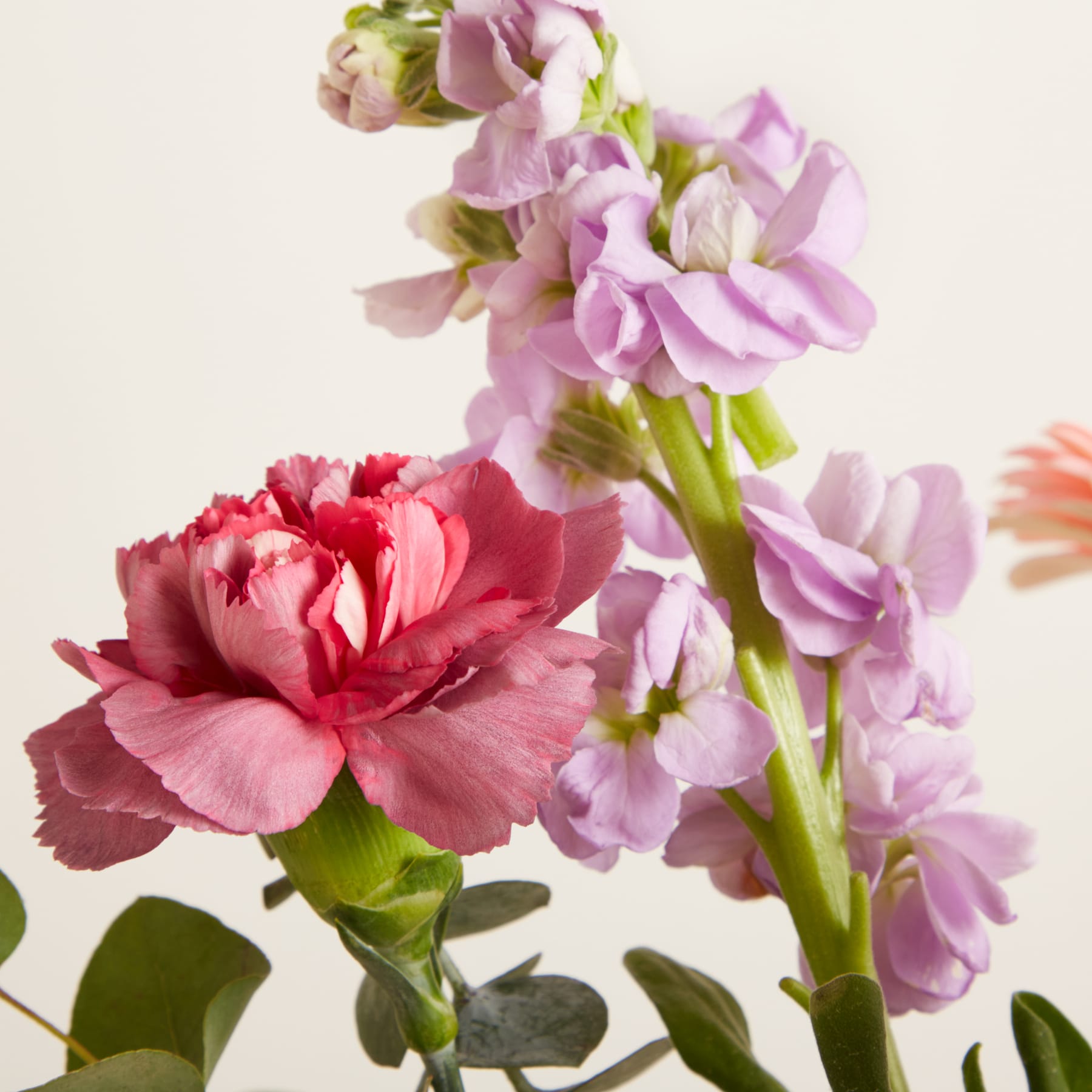 Im Vordergrund befinden sich eine rosa Nelke und ein Stängel Lavendelblüten vor einem weichen, hellen Hintergrund.