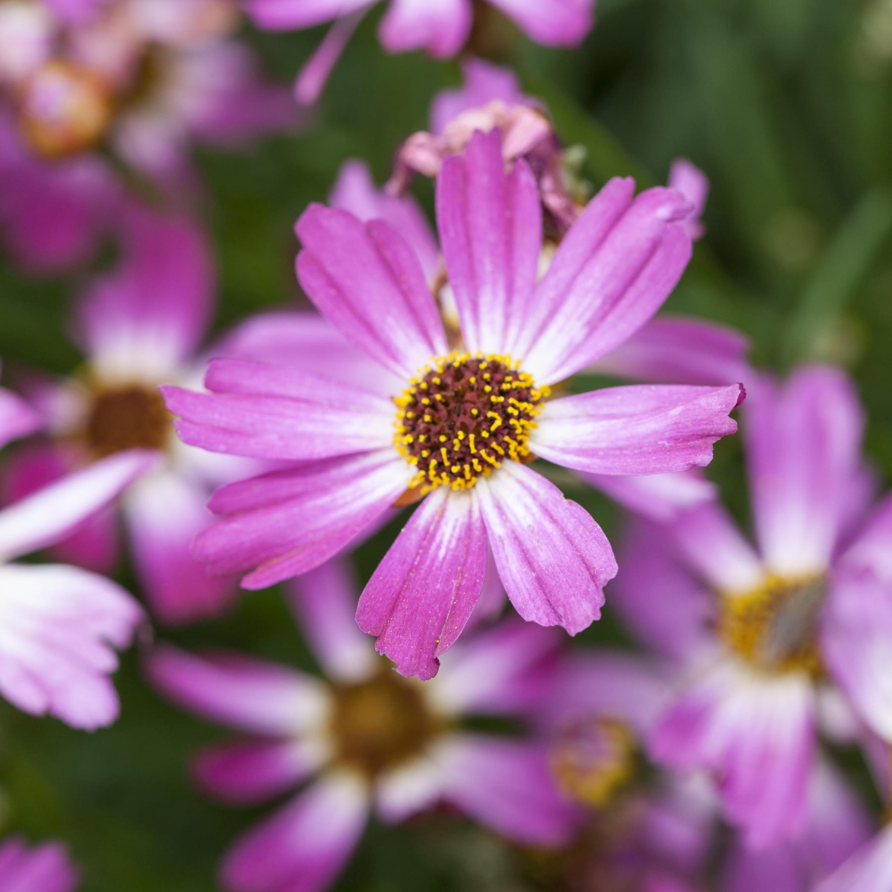 Im Vordergrund ist eine einzelne rosa-weiße Gänseblümchenblüte mit brauner Mitte scharf abgebildet, während im Hintergrund eine Ansammlung verschwommener, ähnlicher Blüten und grünes Laub den Hintergrund bilden.