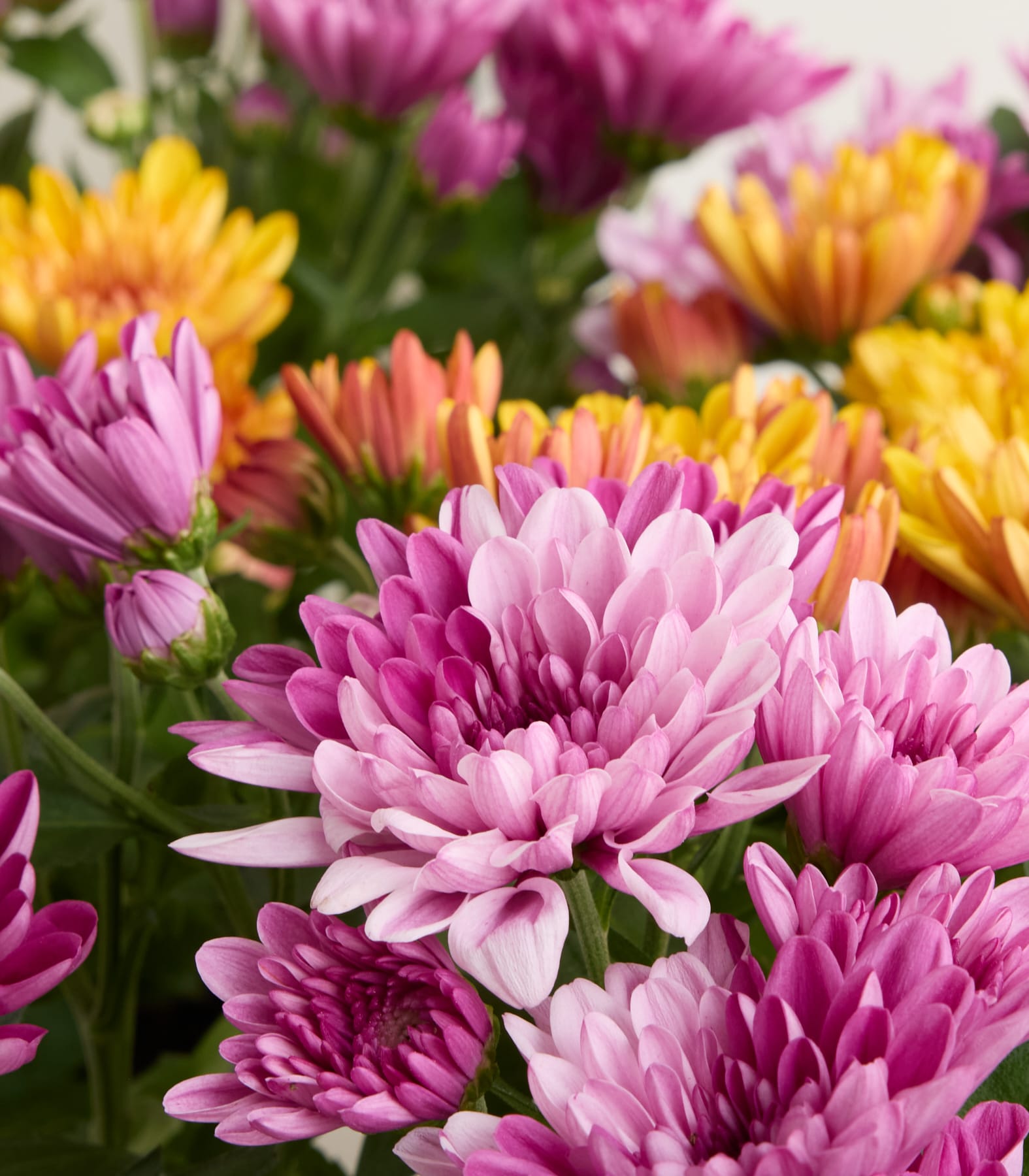 Im Vordergrund füllt ein Cluster aus leuchtend pinken, violetten und orangen Chrysanthemen, während im Hintergrund weitere farbenfrohe Blüten sanft verschwimmen.