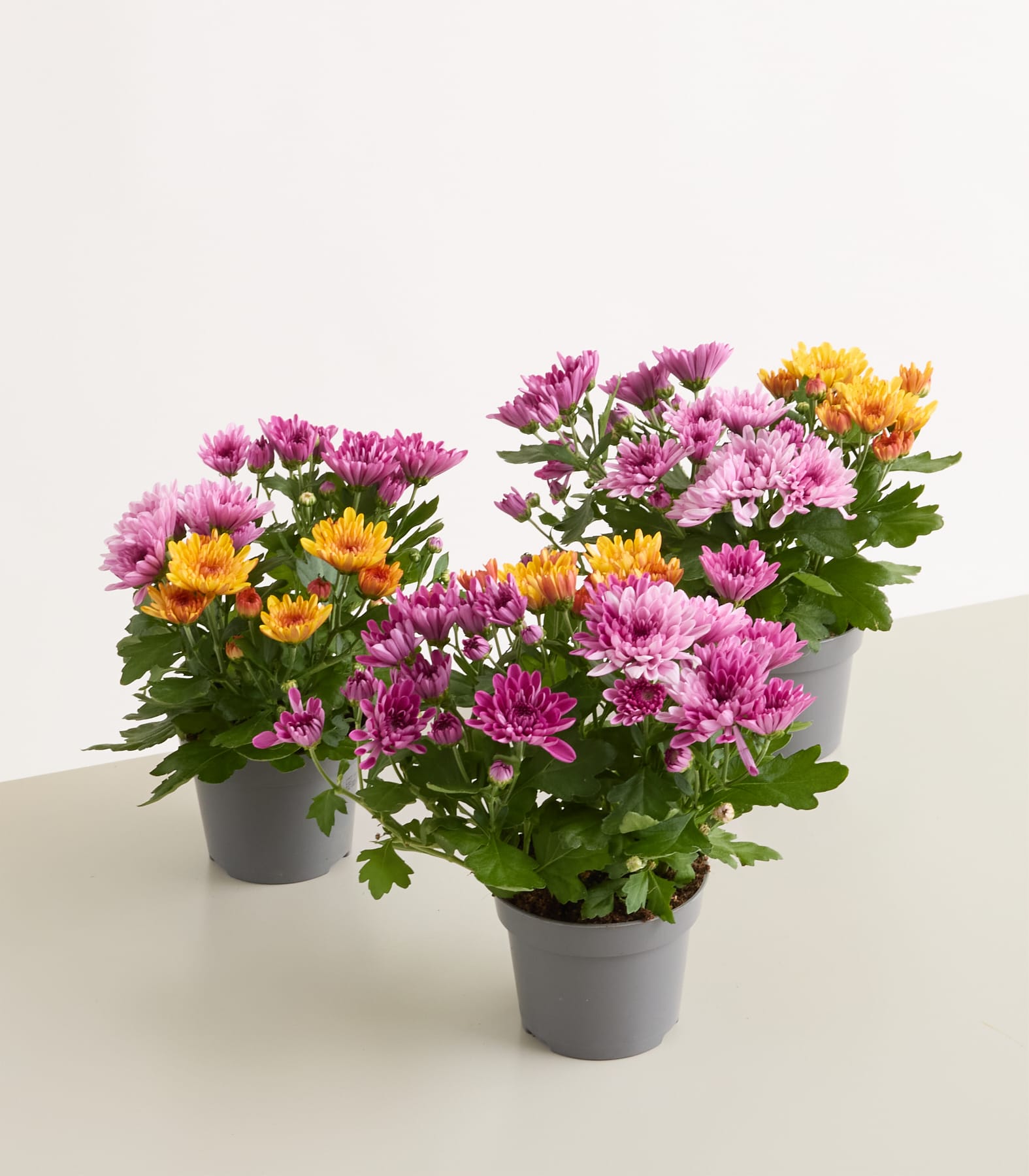 Drei Topfchrysanthemen mit rosa, violetten und gelben Blüten sind im Vordergrund vor einem schlichten, hellen Hintergrund arrangiert.
