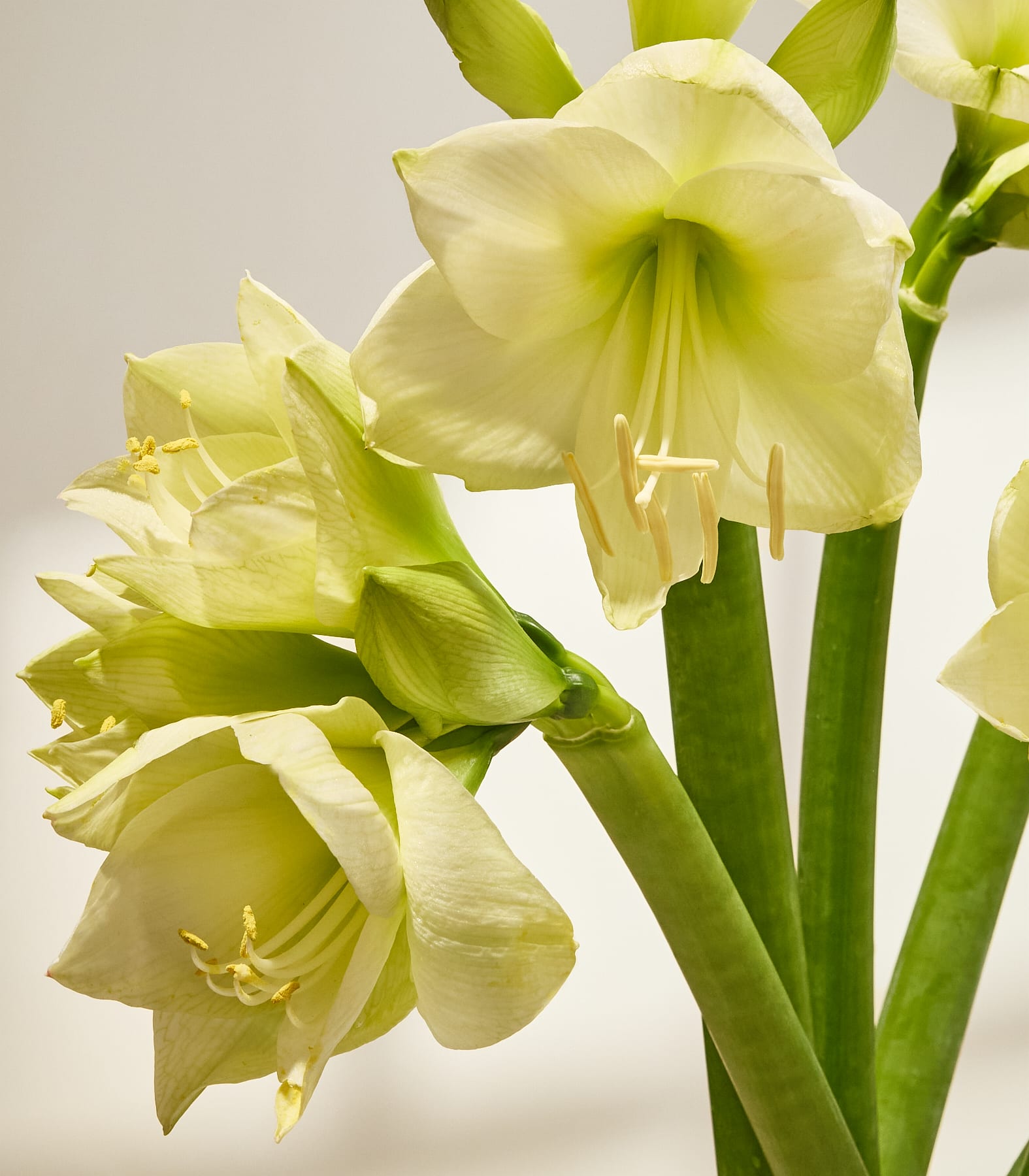 Eine Person in einem grauen Pullover hält einen Strauß wunderschöner weißer und grüner Blumen vor einem schlichten weißen Hintergrund. (Beschreibungstext KI-generiert)