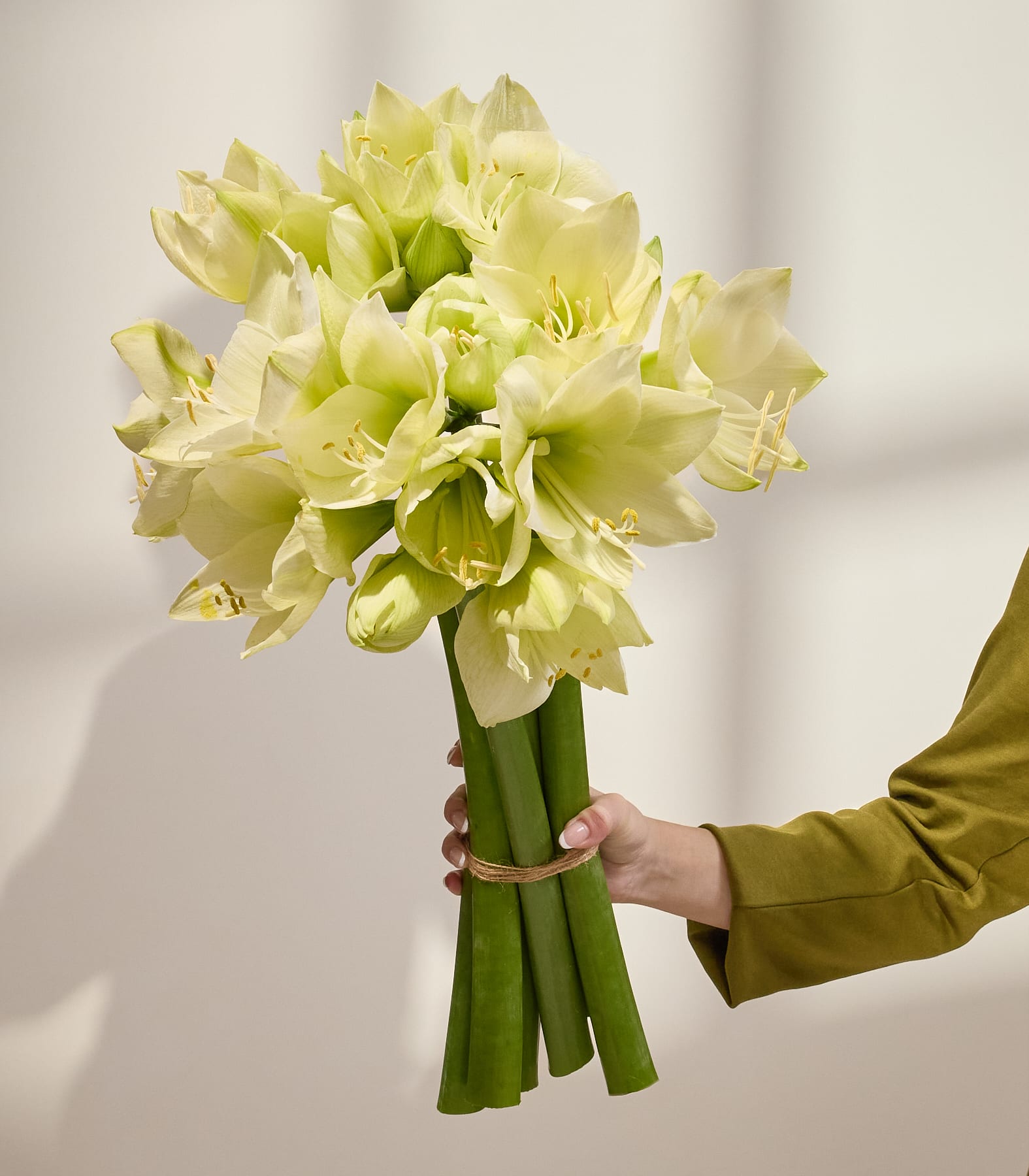 Ein Bouquet aus zarten, weißen Amaryllisblüten mit leuchtend grünen Stängeln und Blättern füllt das Bildfeld und schafft eine ruhige und elegante Komposition. (Beschreibungstext KI-generiert)