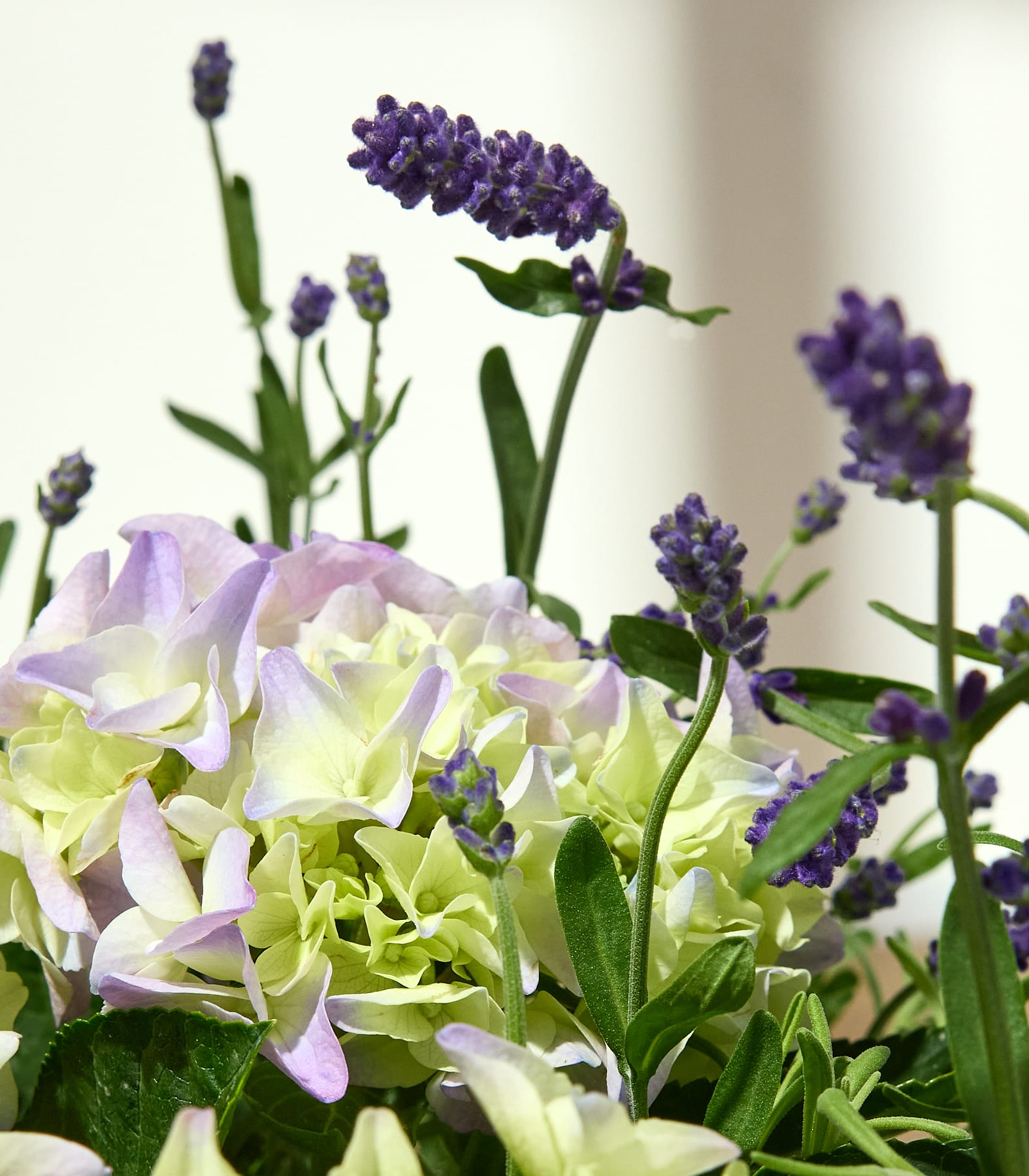 Ein geflochtener Korb, gefüllt mit hellgrünen Hortensien und Lavendel, steht auf einem hellen Tisch vor einem sanft beleuchteten, strukturierten Hintergrund.