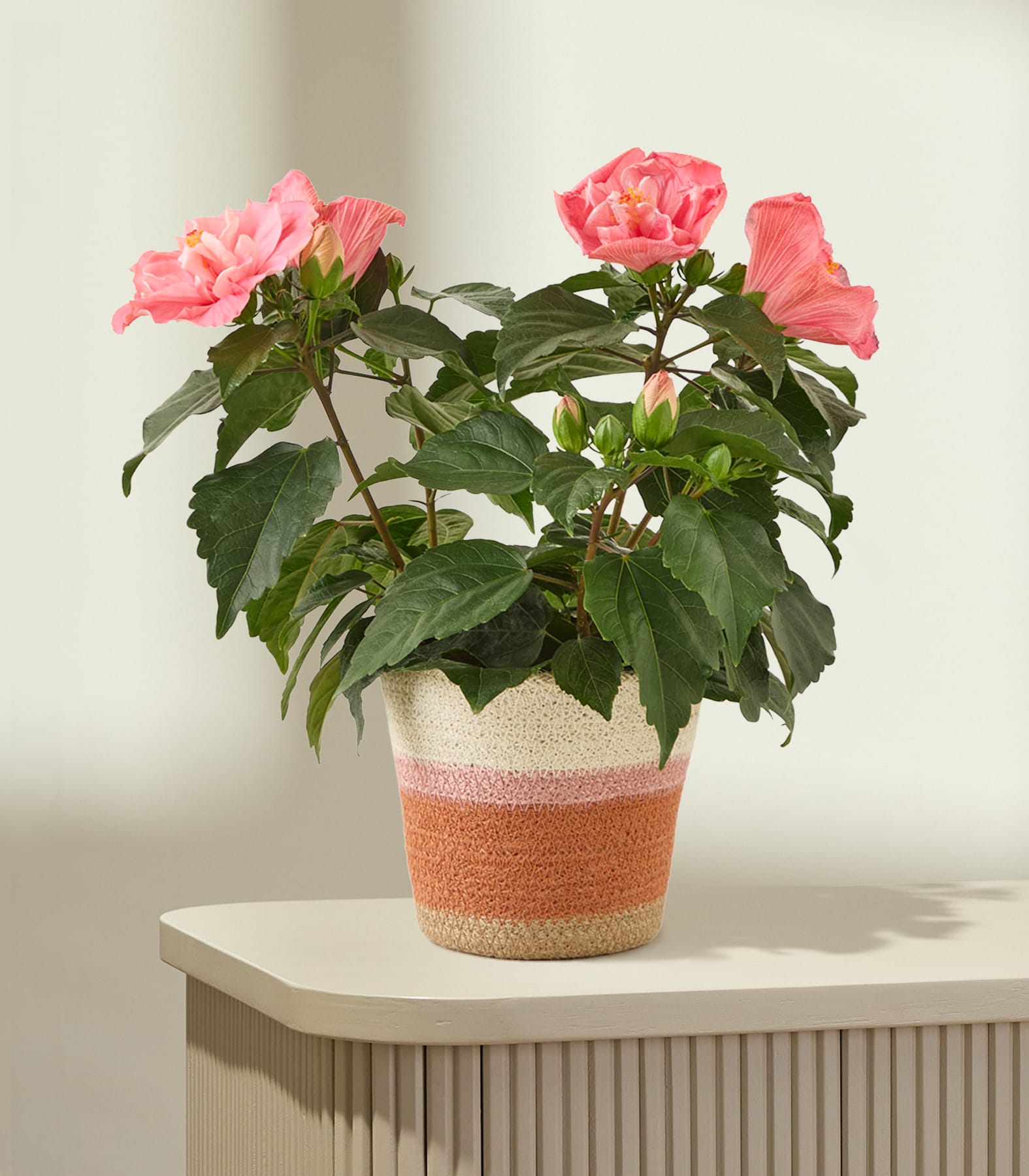 In einem dekorativen Keramiktopf steht ein leuchtender Strauß rosa Rosen, in den eine Hand hineingreift, um die zarten Blütenblätter vor einem schlichten weißen Hintergrund zu berühren. (Beschreibungstext KI-generiert)