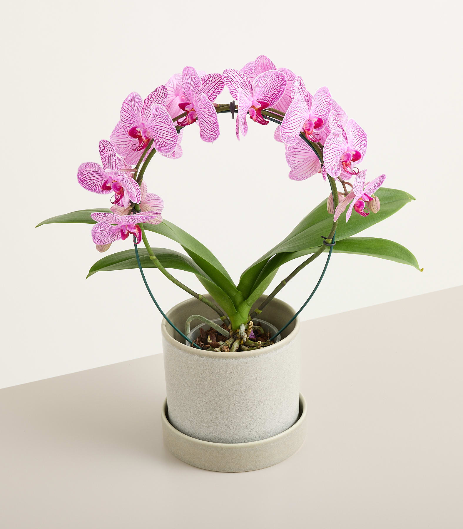 Eine rosa Orchidee im Topf mit gestreiften Blütenblättern wölbt sich über ihre grünen Blätter vor einem schlichten Hintergrund. (Beschreibungstext KI-generiert)